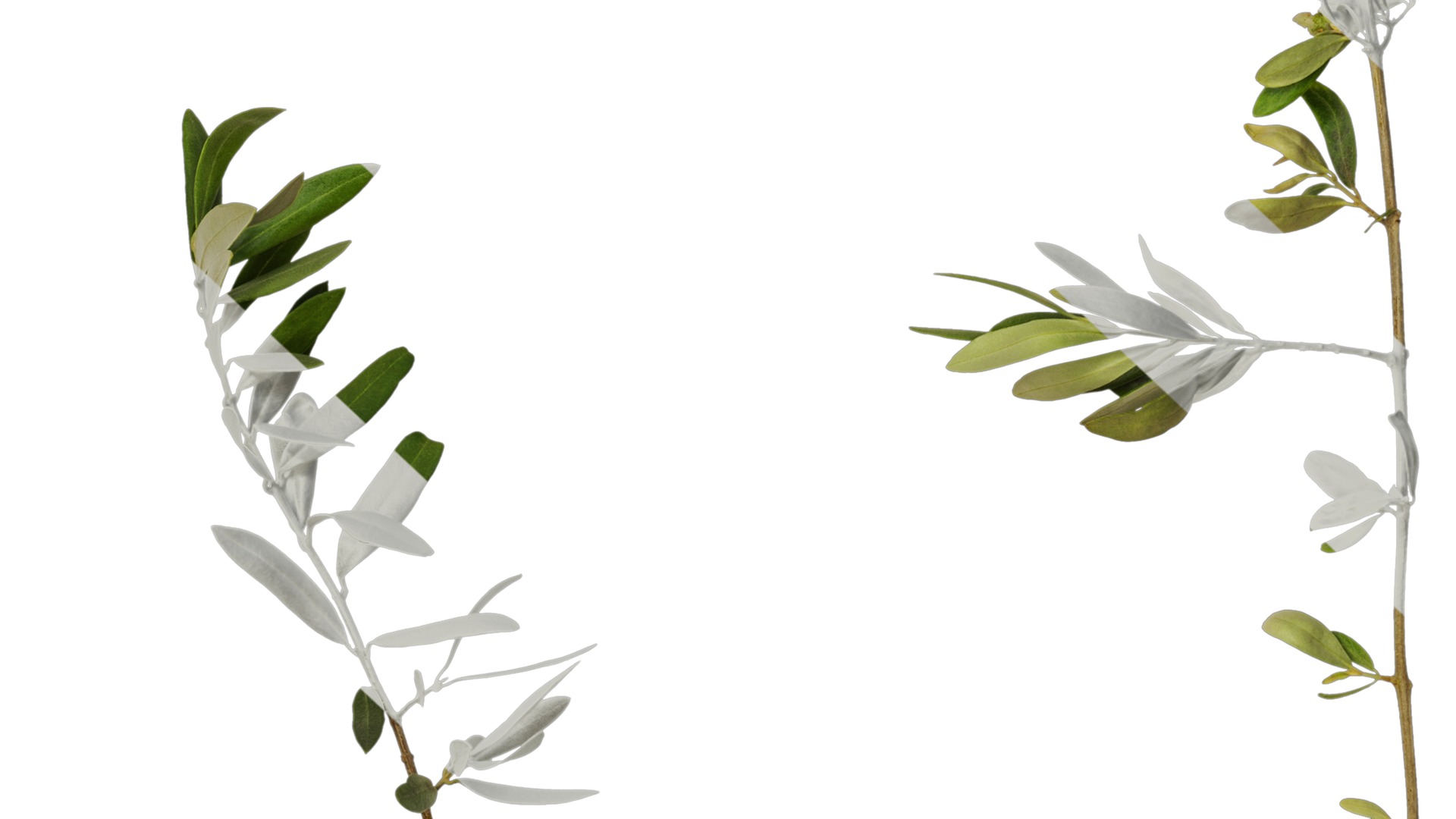 Olea europaea Low-poly 3D model_55