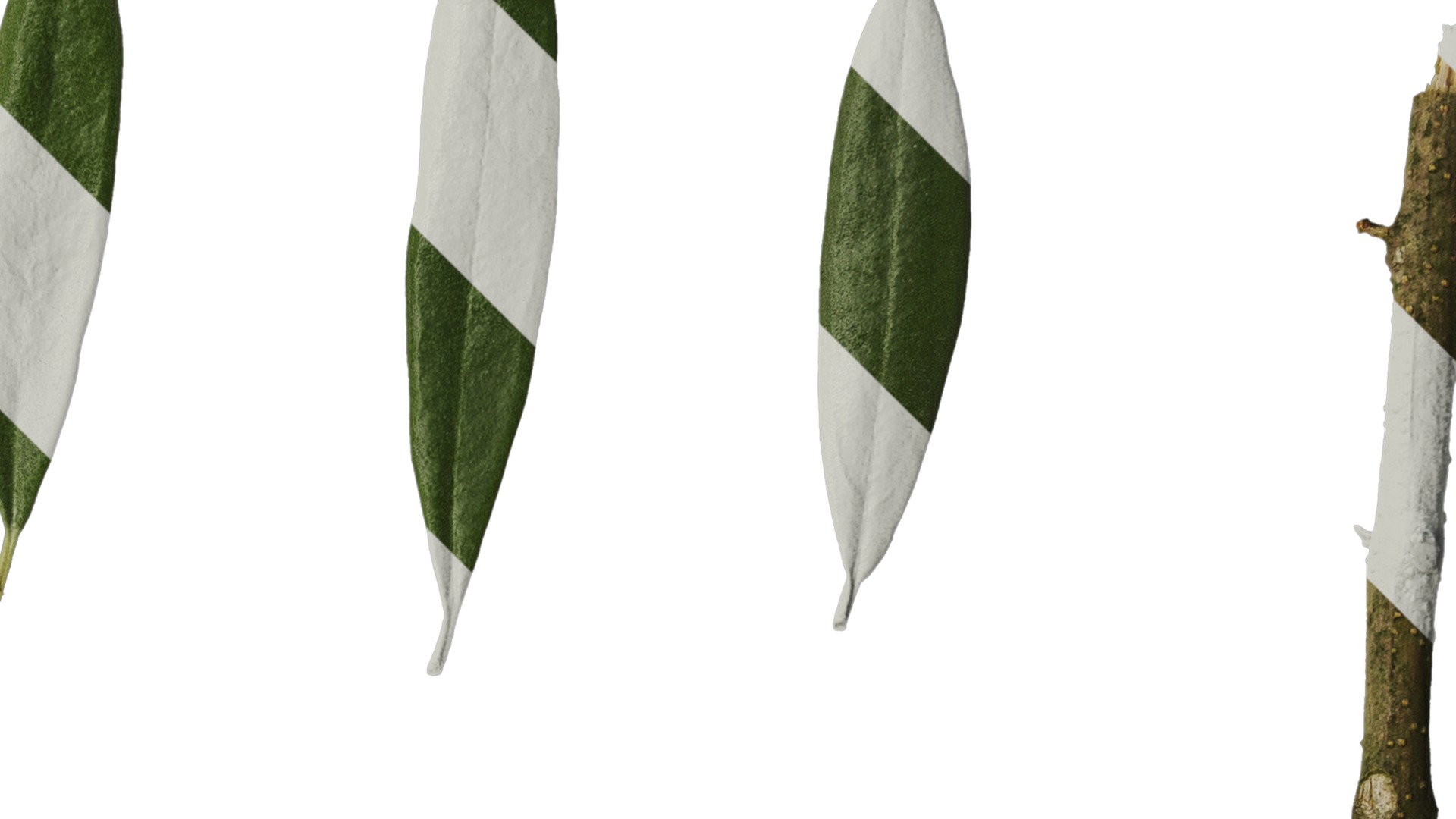 Olea europaea Low-poly 3D model_131