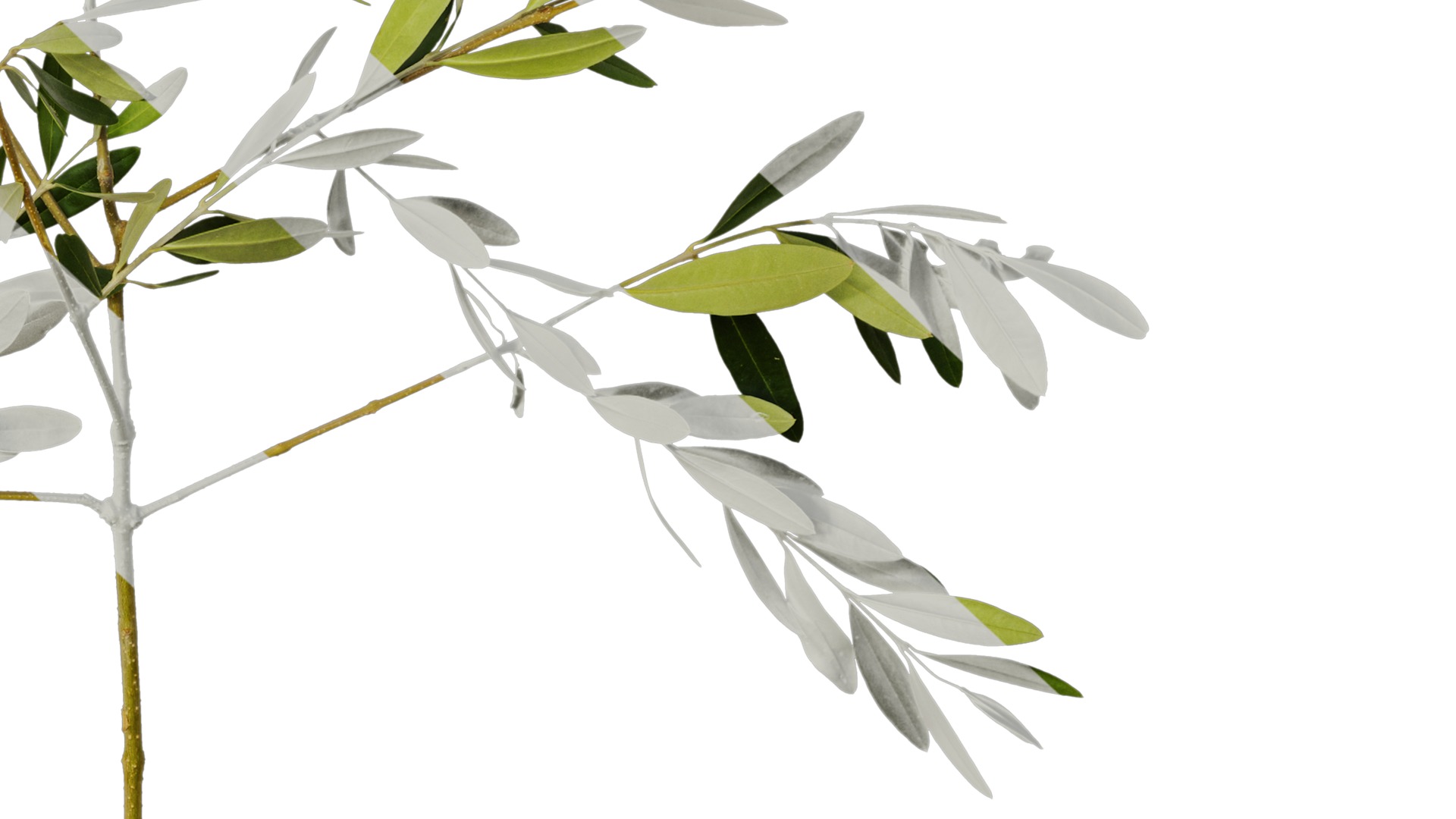 Olea europaea Low-poly 3D model_51