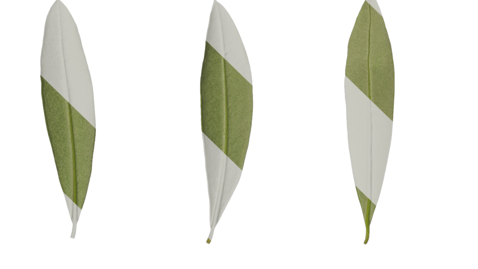 Olea europaea Low-poly 3D model_88