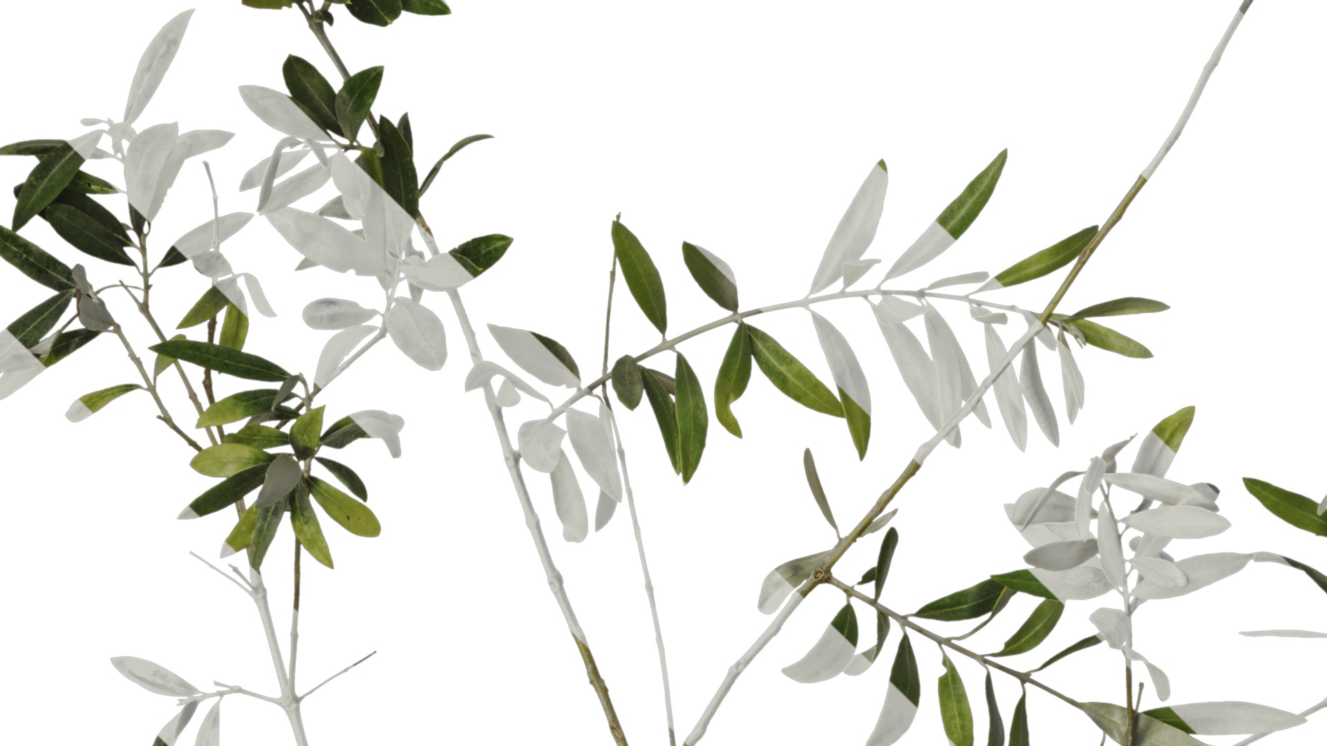 Olea europaea Low-poly 3D model_30