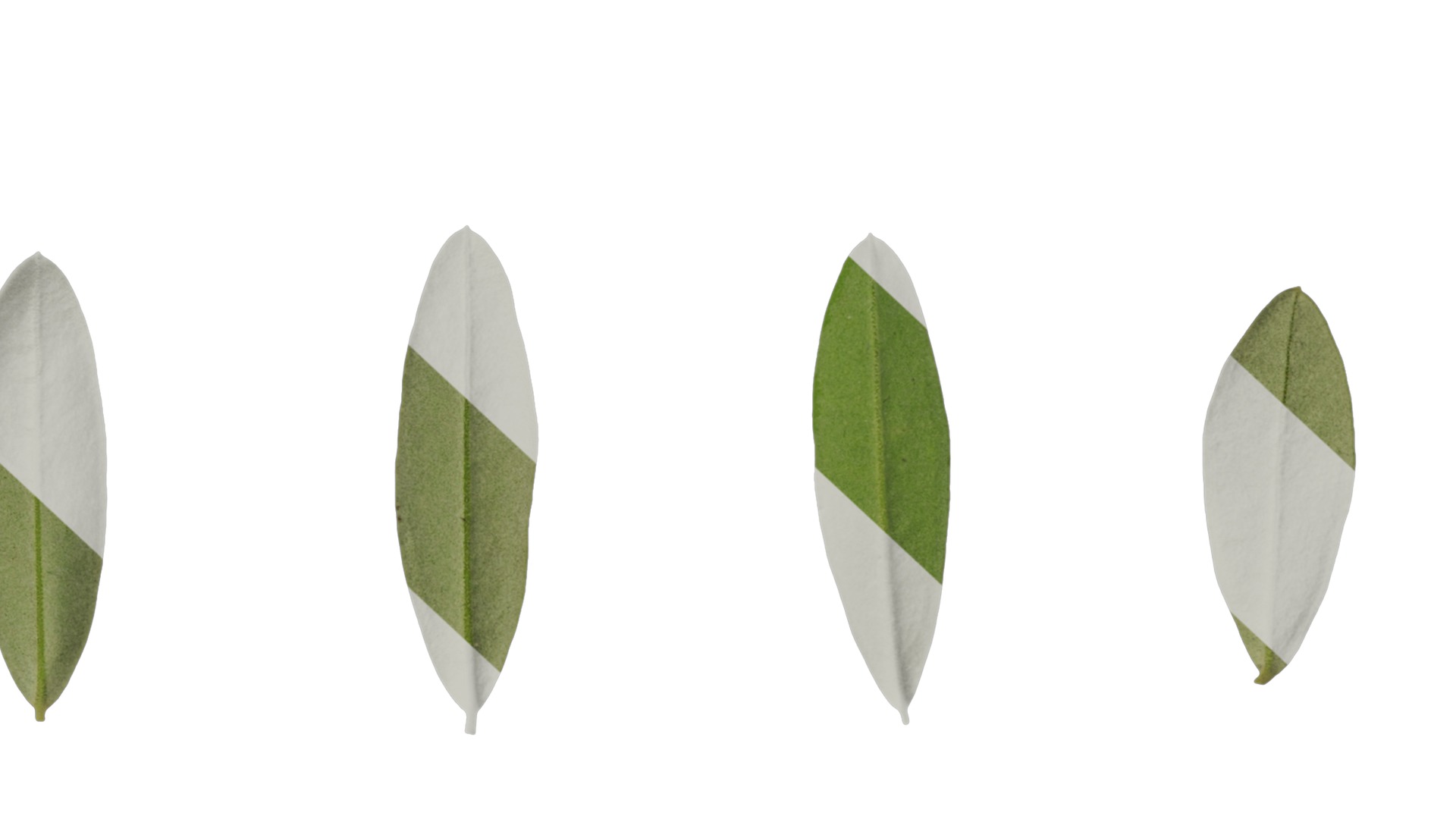 Olea europaea Low-poly 3D model_120