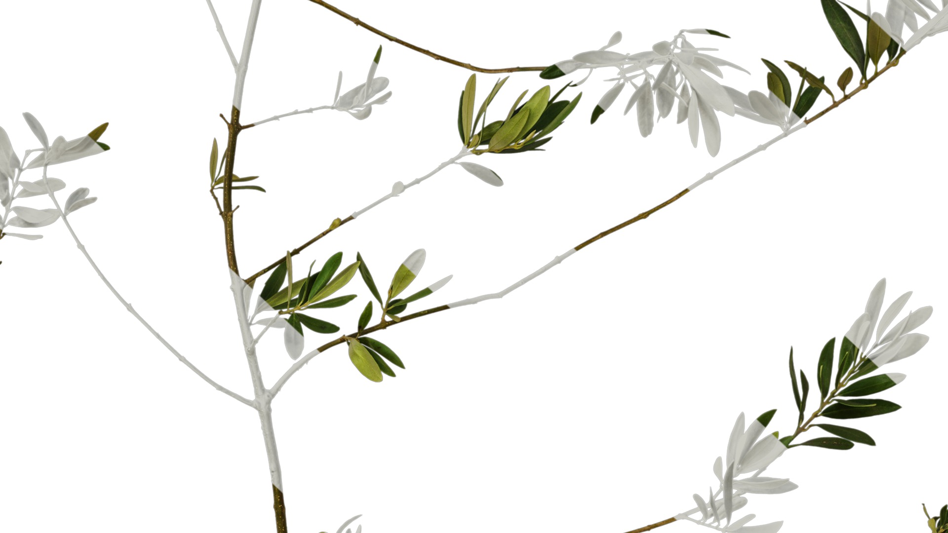 Olea europaea Low-poly 3D model_44