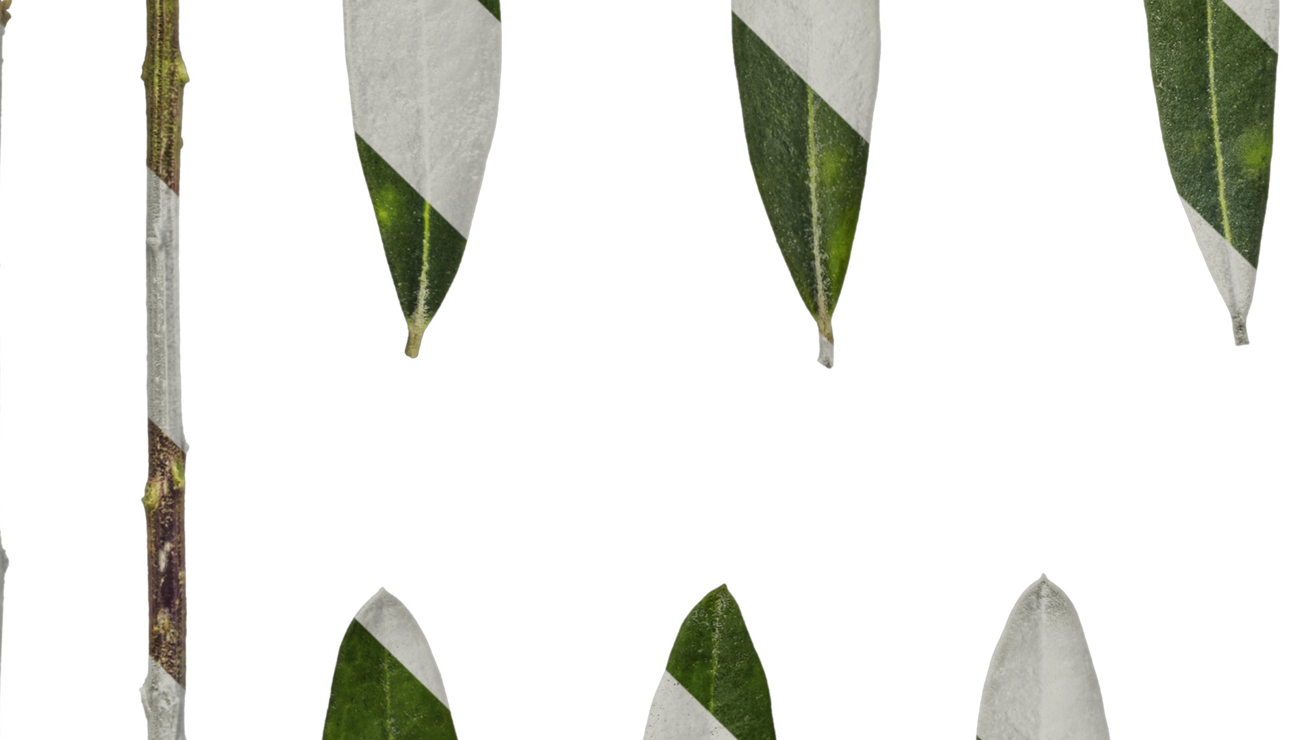 Olea europaea Low-poly 3D model_79
