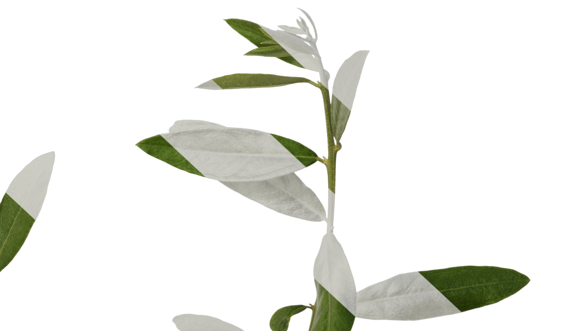 Olea europaea Low-poly 3D model_28