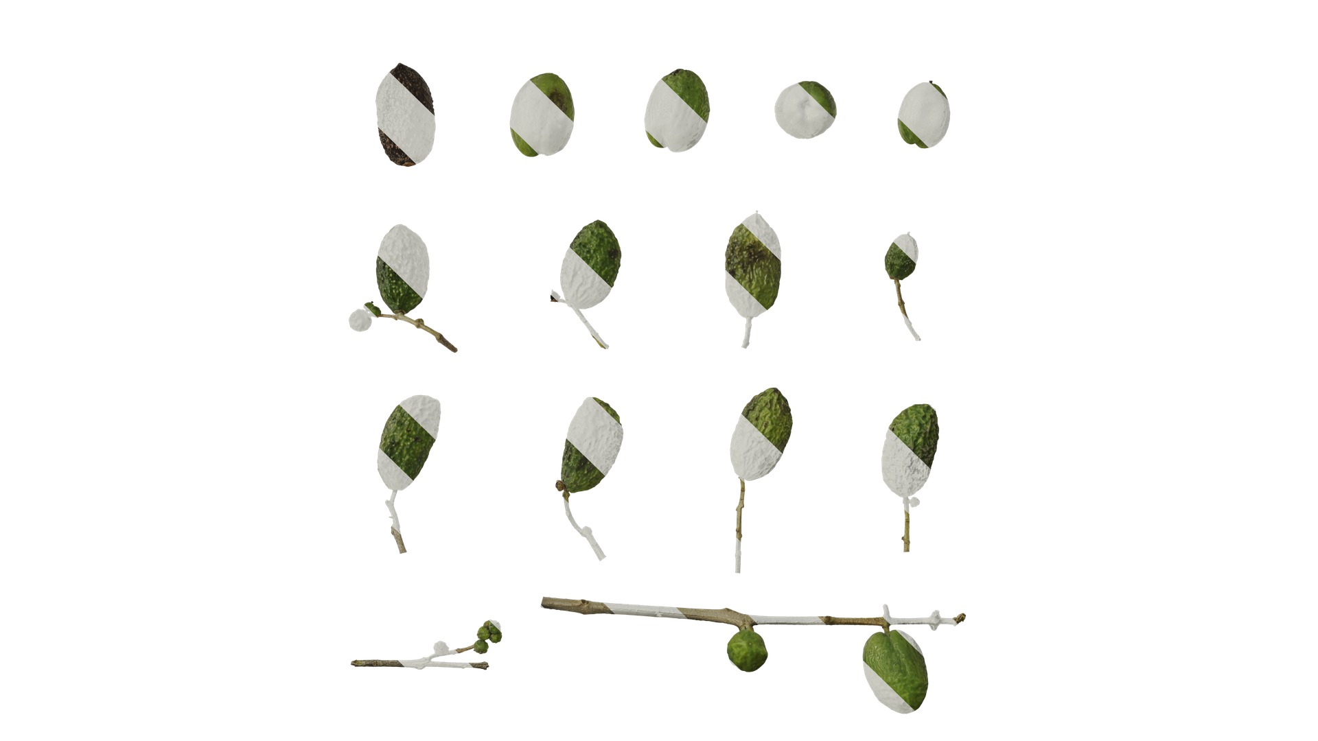 Olea europaea Low-poly 3D model_58