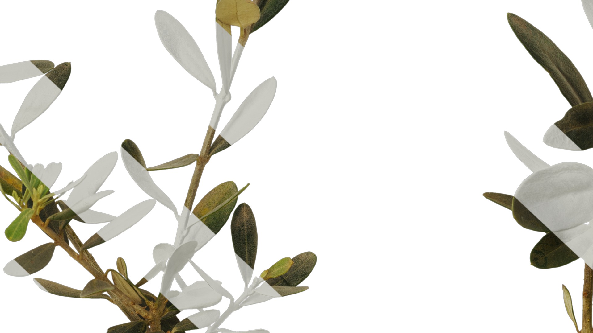 Olea europaea Low-poly 3D model_24