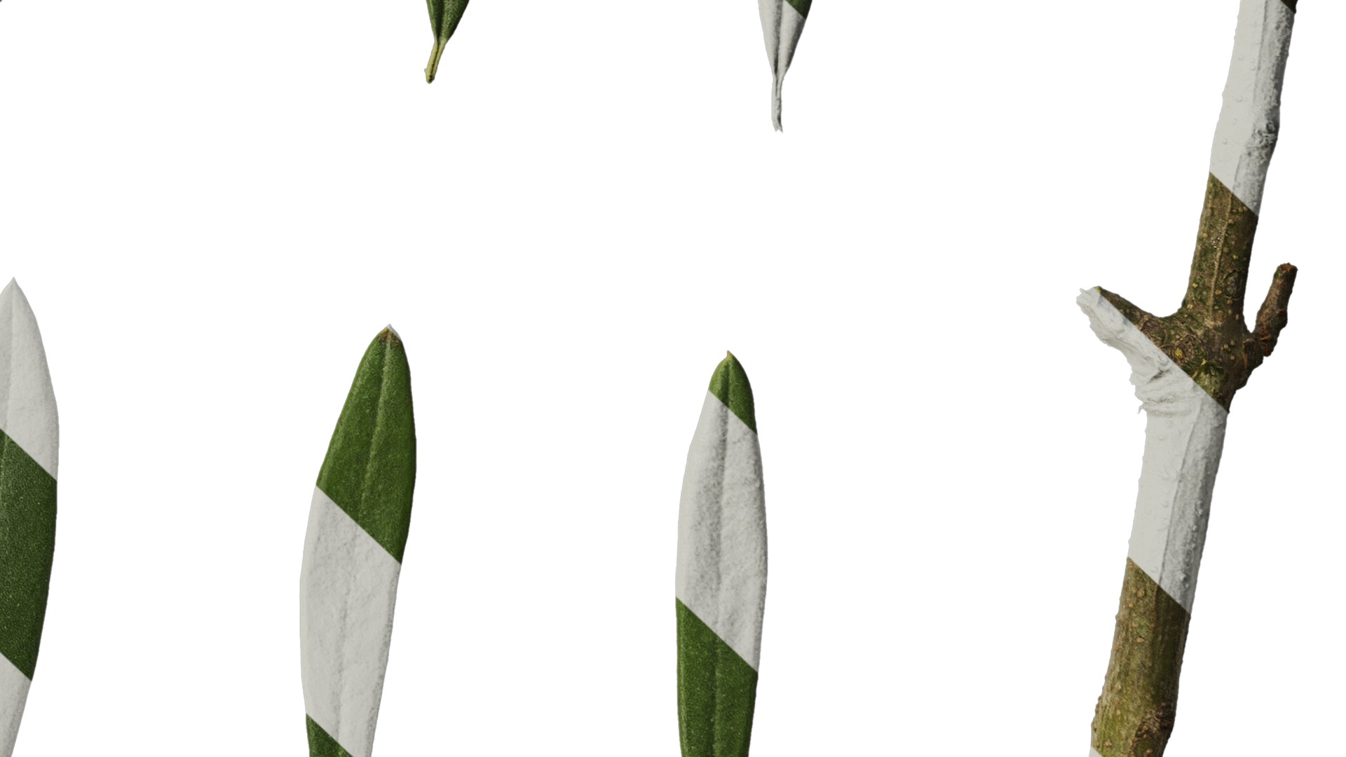 Olea europaea Low-poly 3D model_133