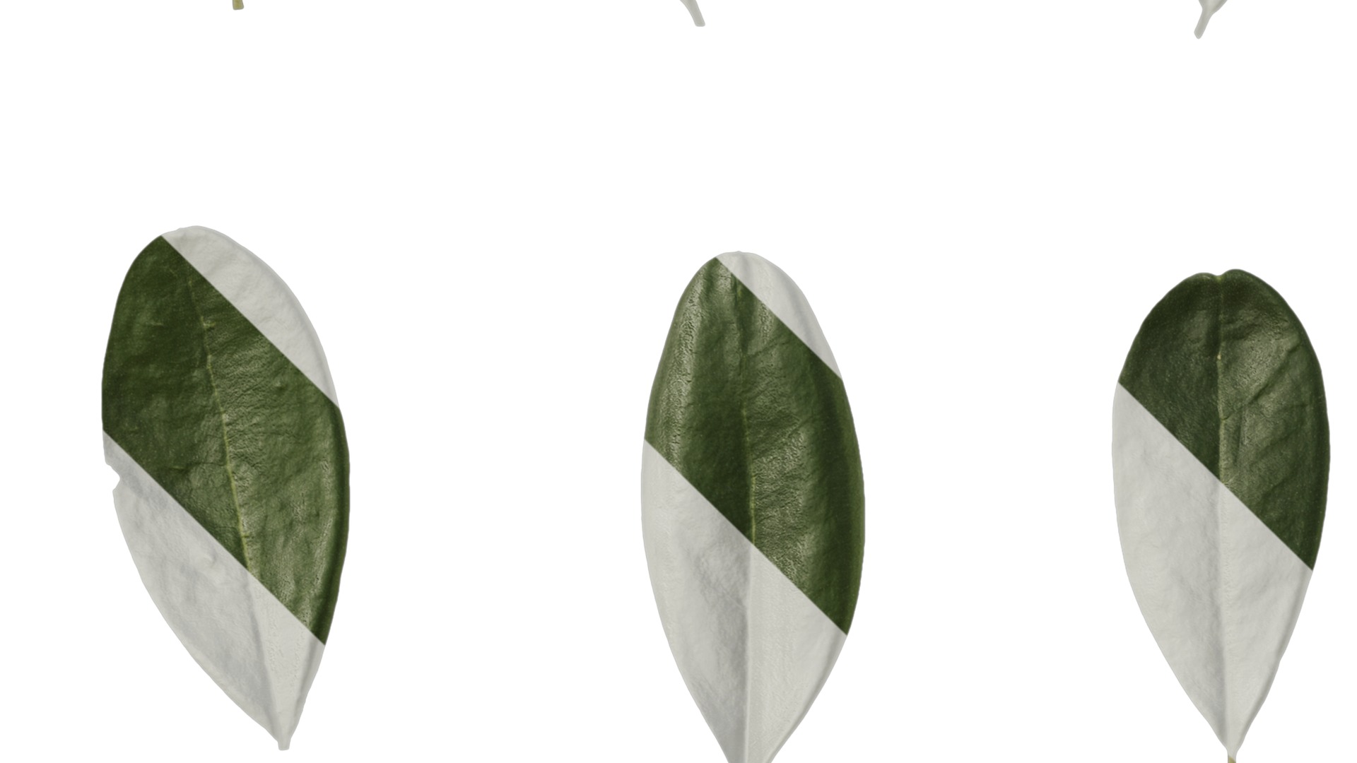 Olea europaea Low-poly 3D model_102