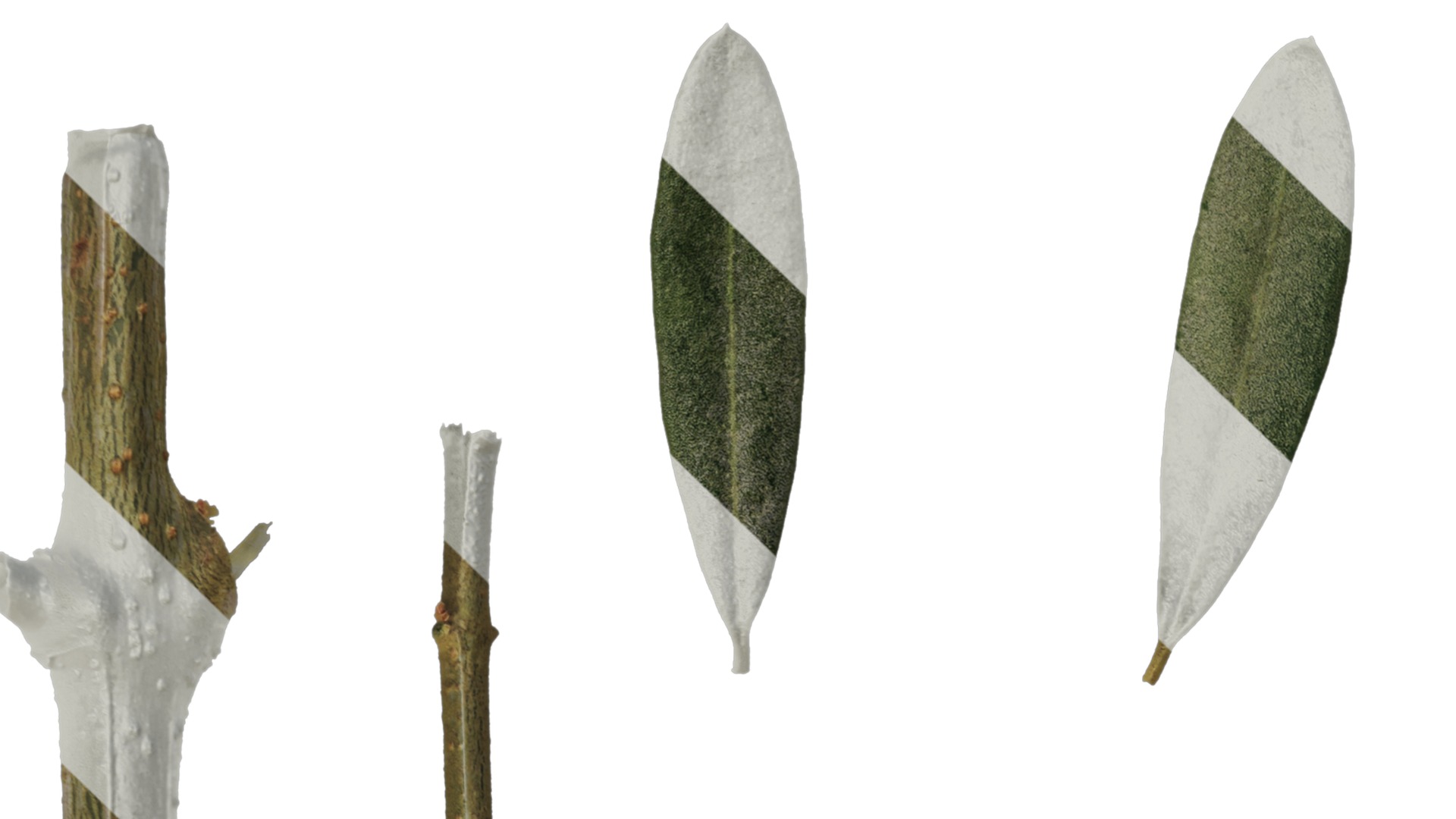 Olea europaea Low-poly 3D model_72