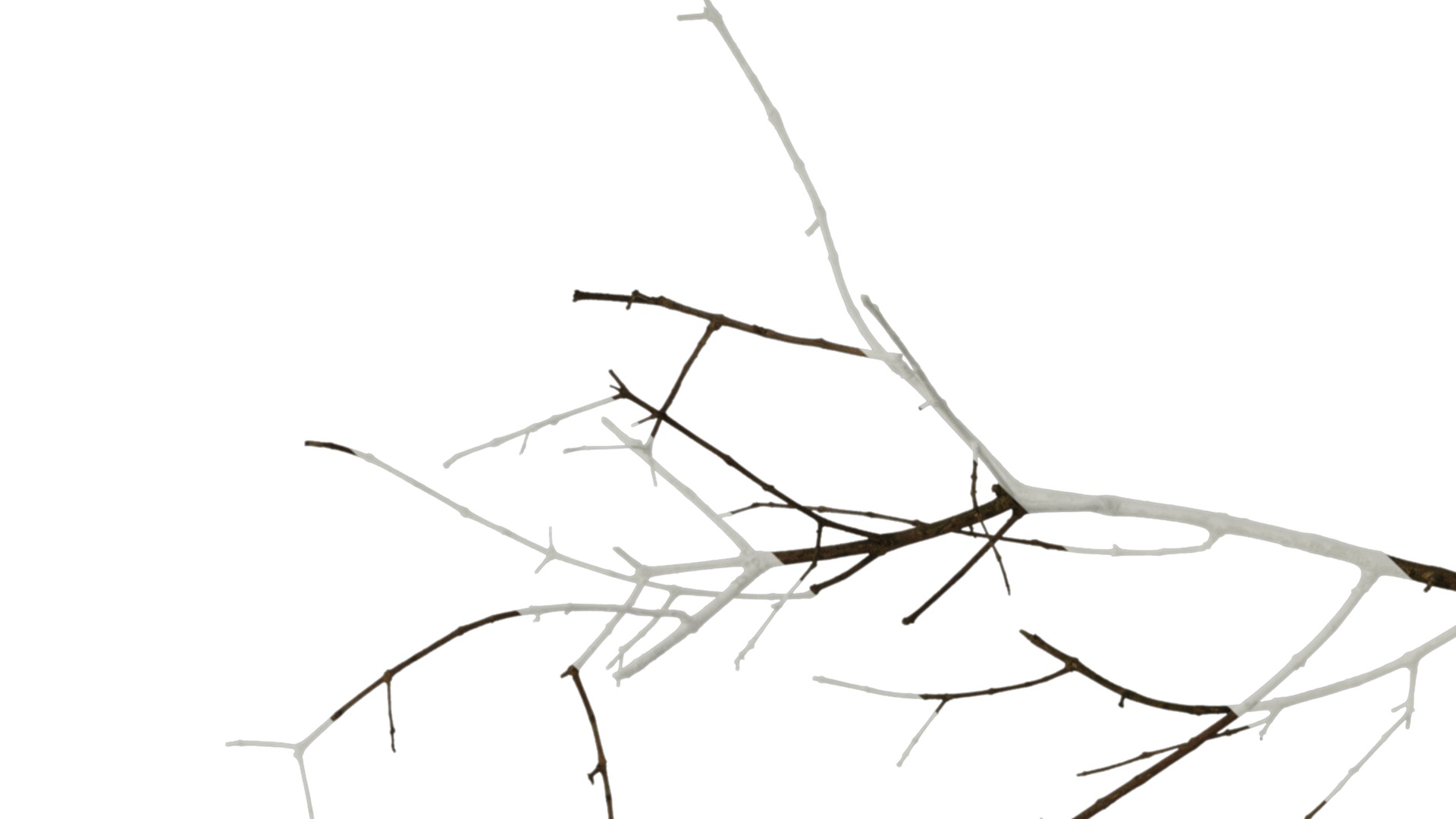 Olea europaea Low-poly 3D model_70