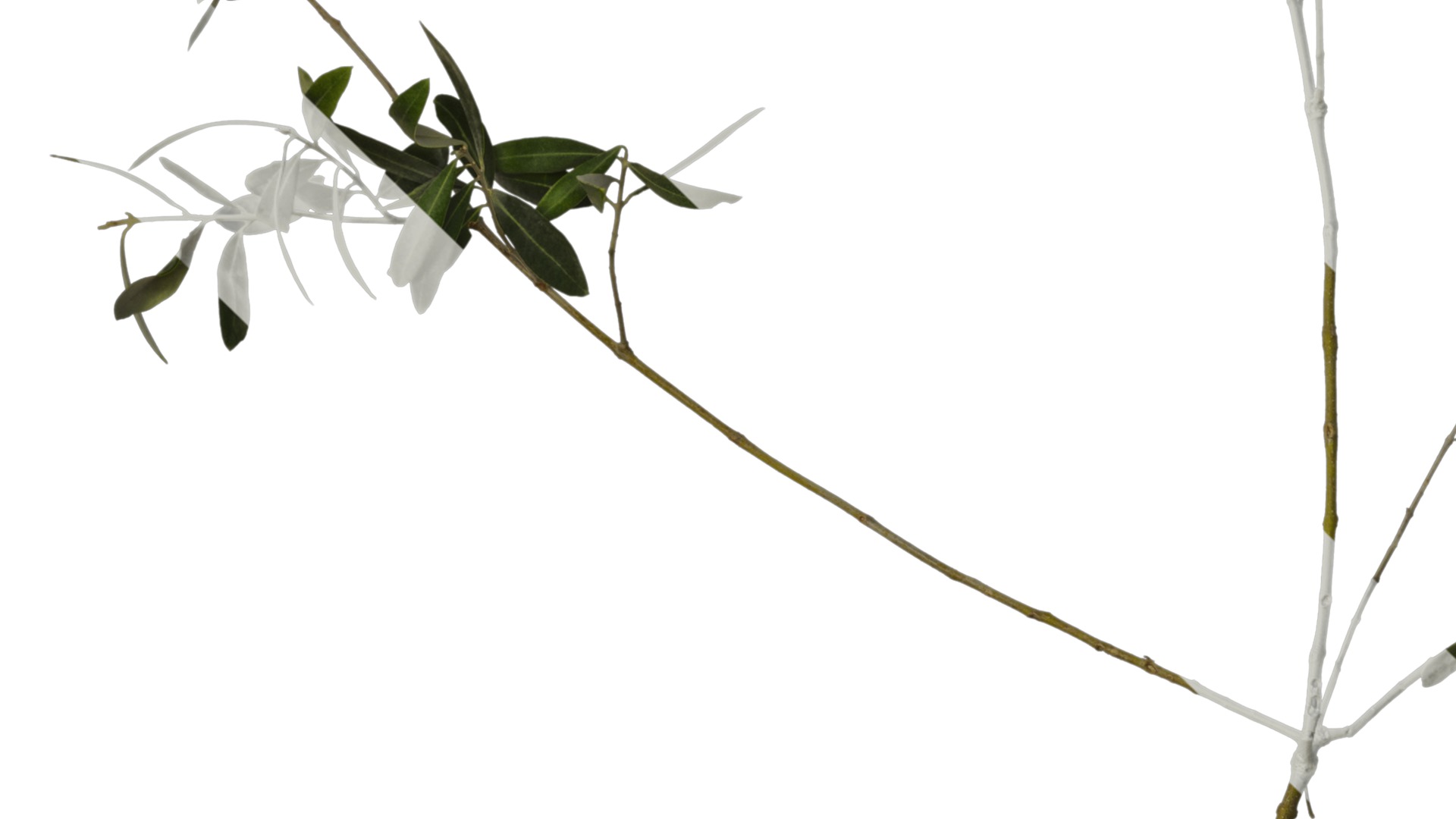 Olea europaea Low-poly 3D model_31