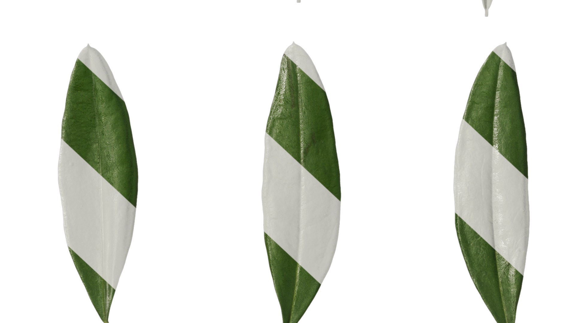 Olea europaea Low-poly 3D model_110