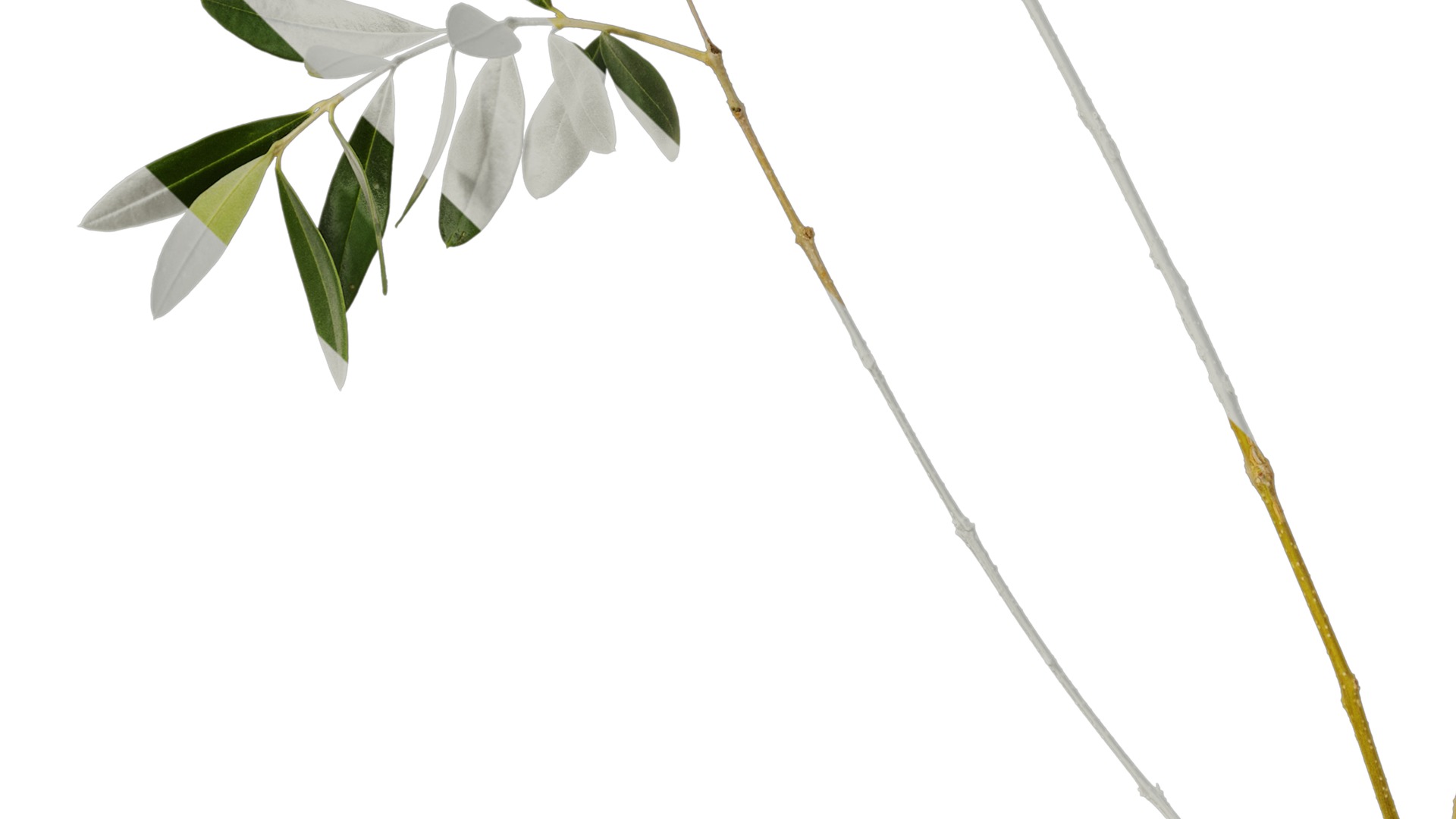 Olea europaea Low-poly 3D model_40