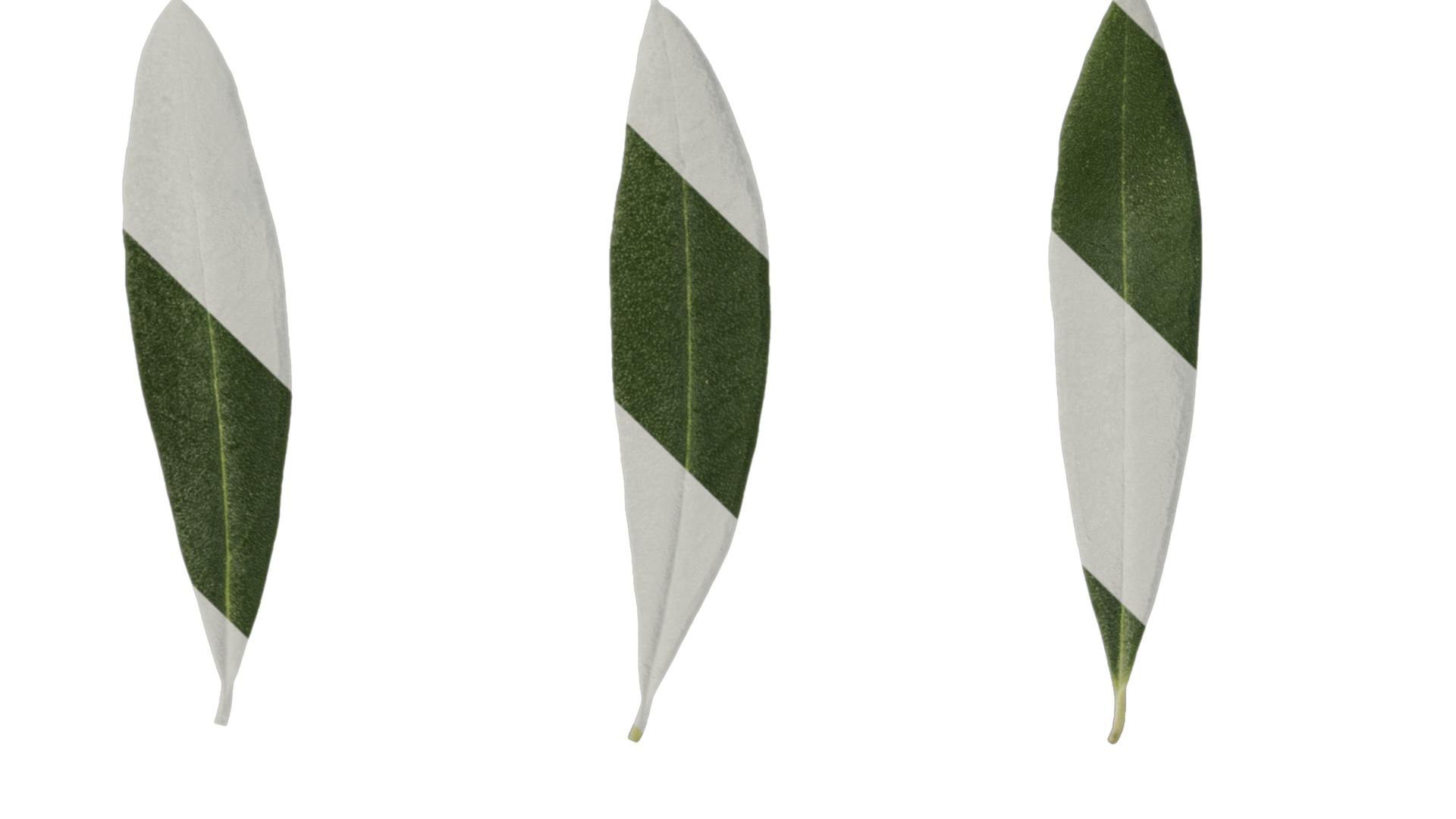 Olea europaea Low-poly 3D model_90