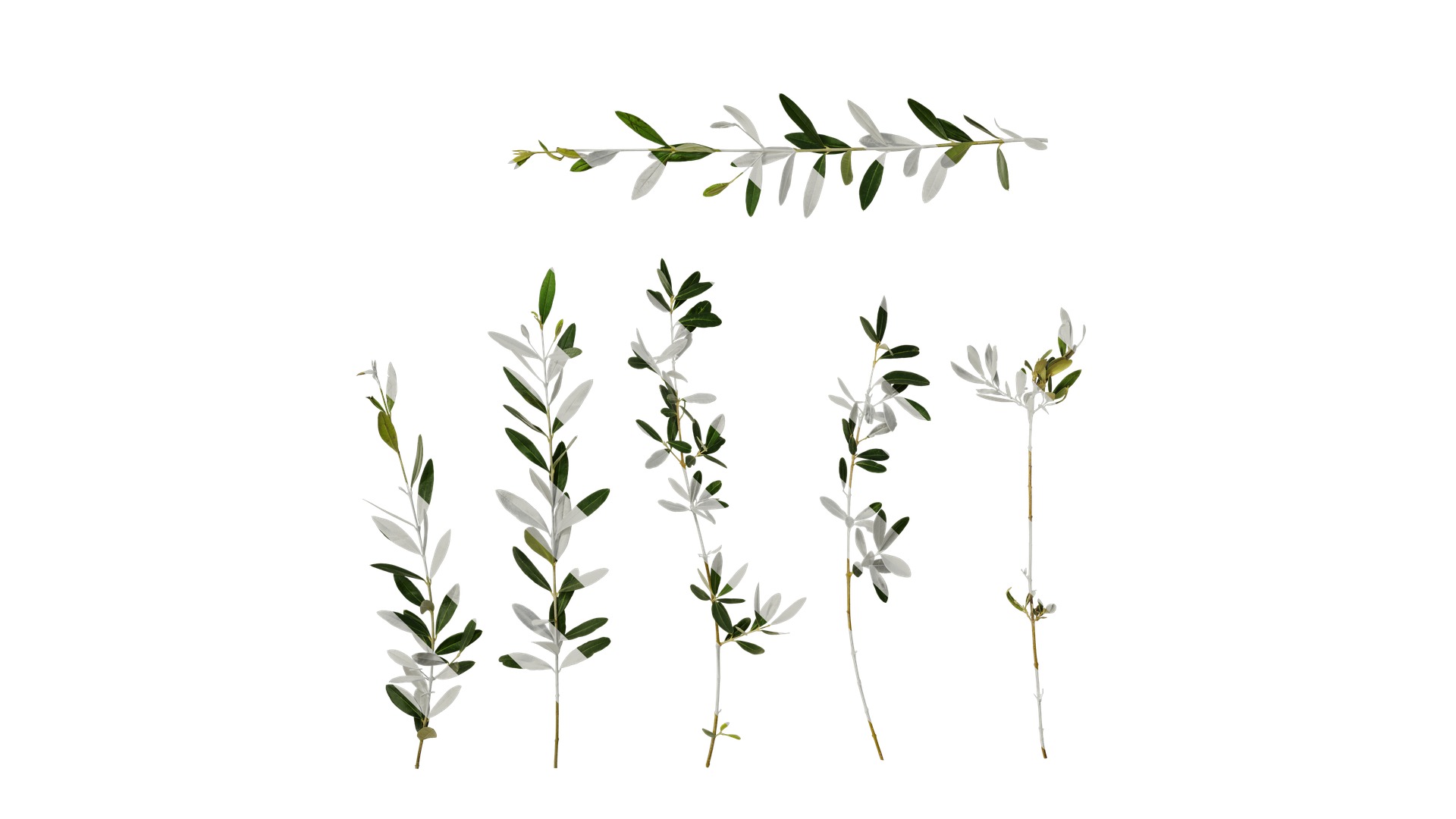 Olea europaea Low-poly 3D model_56