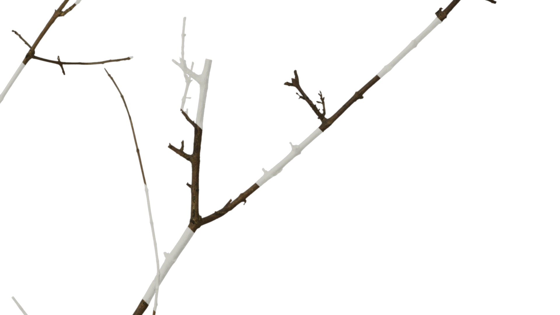 Olea europaea Low-poly 3D model_64