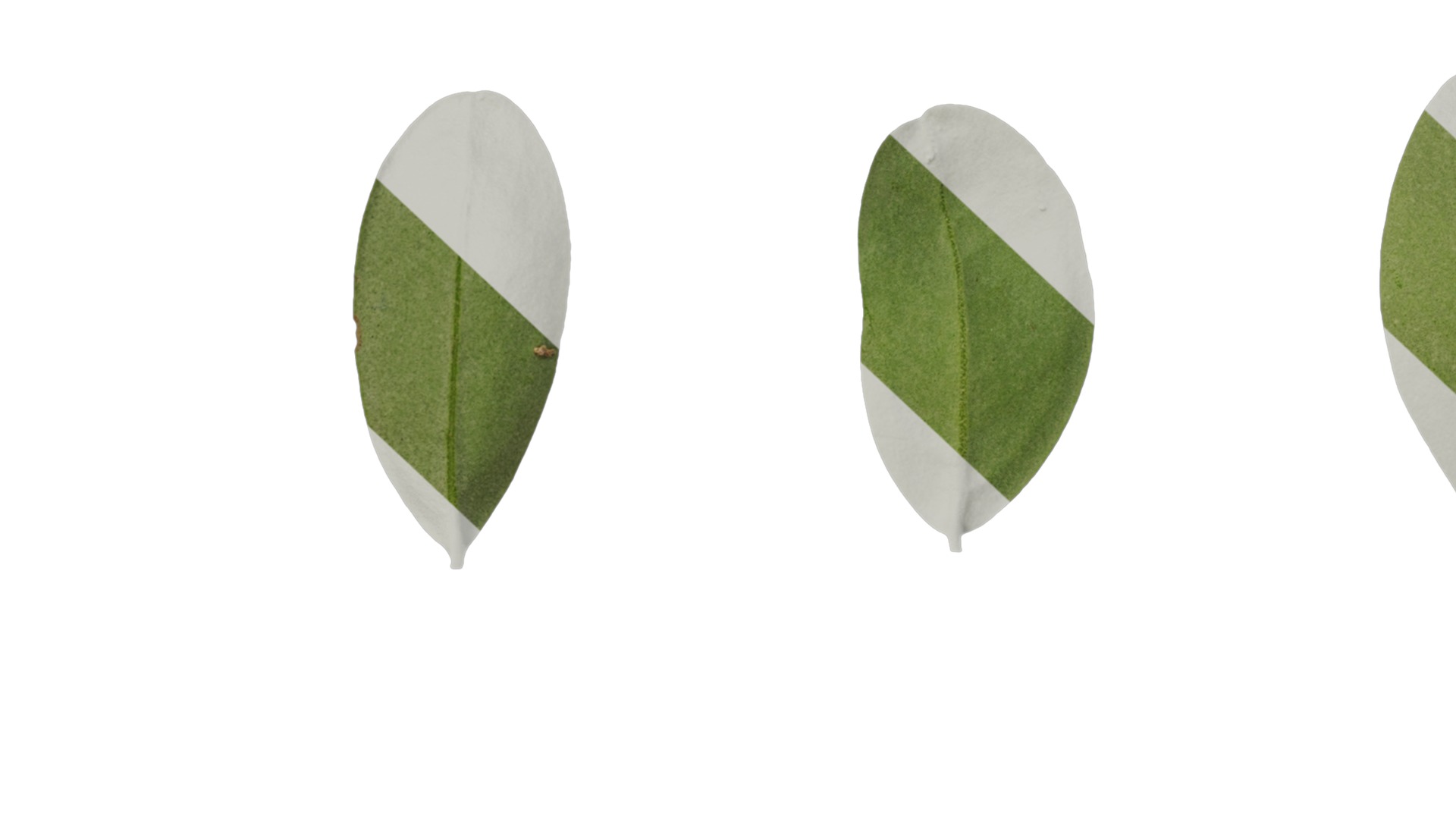 Olea europaea Low-poly 3D model_96