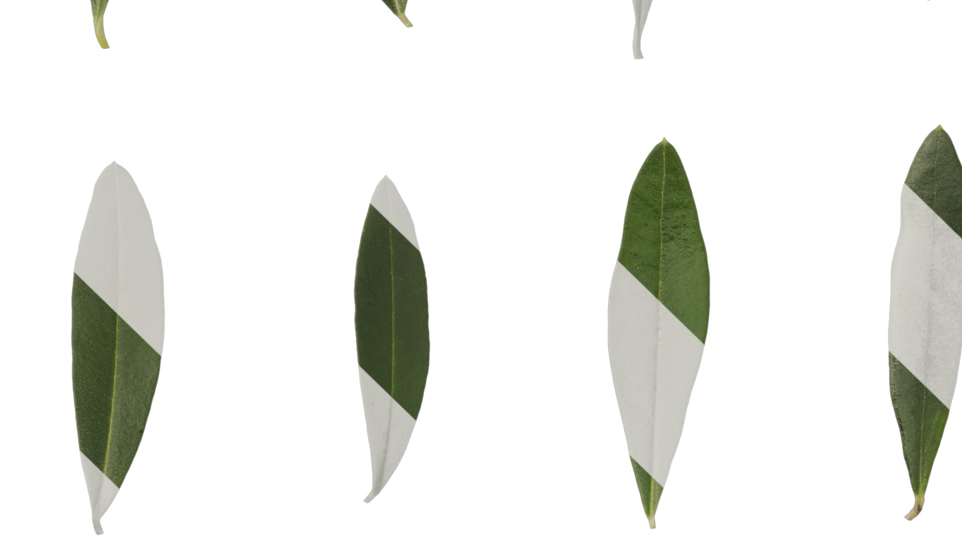Olea europaea Low-poly 3D model_92