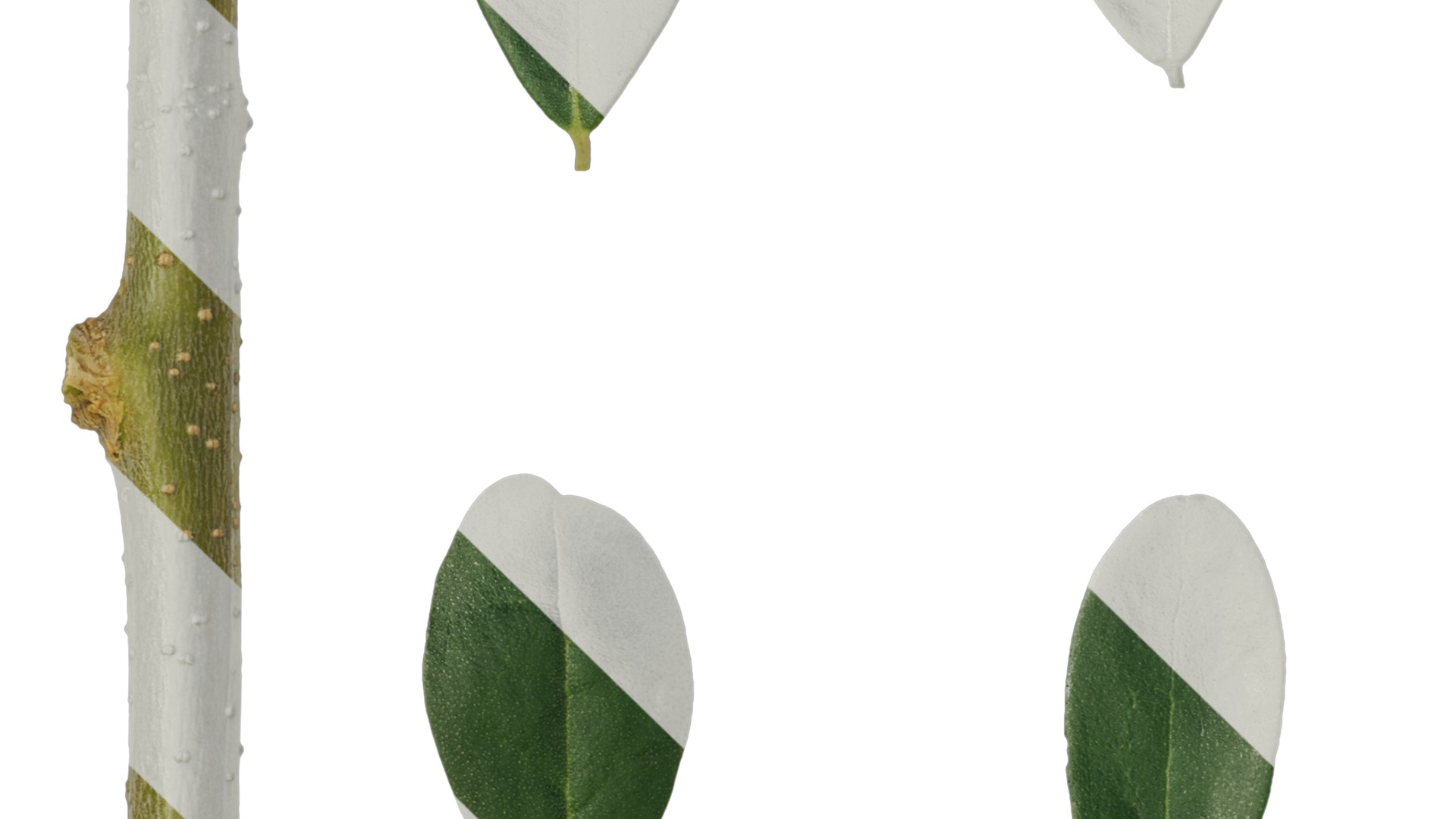 Olea europaea Low-poly 3D model_99
