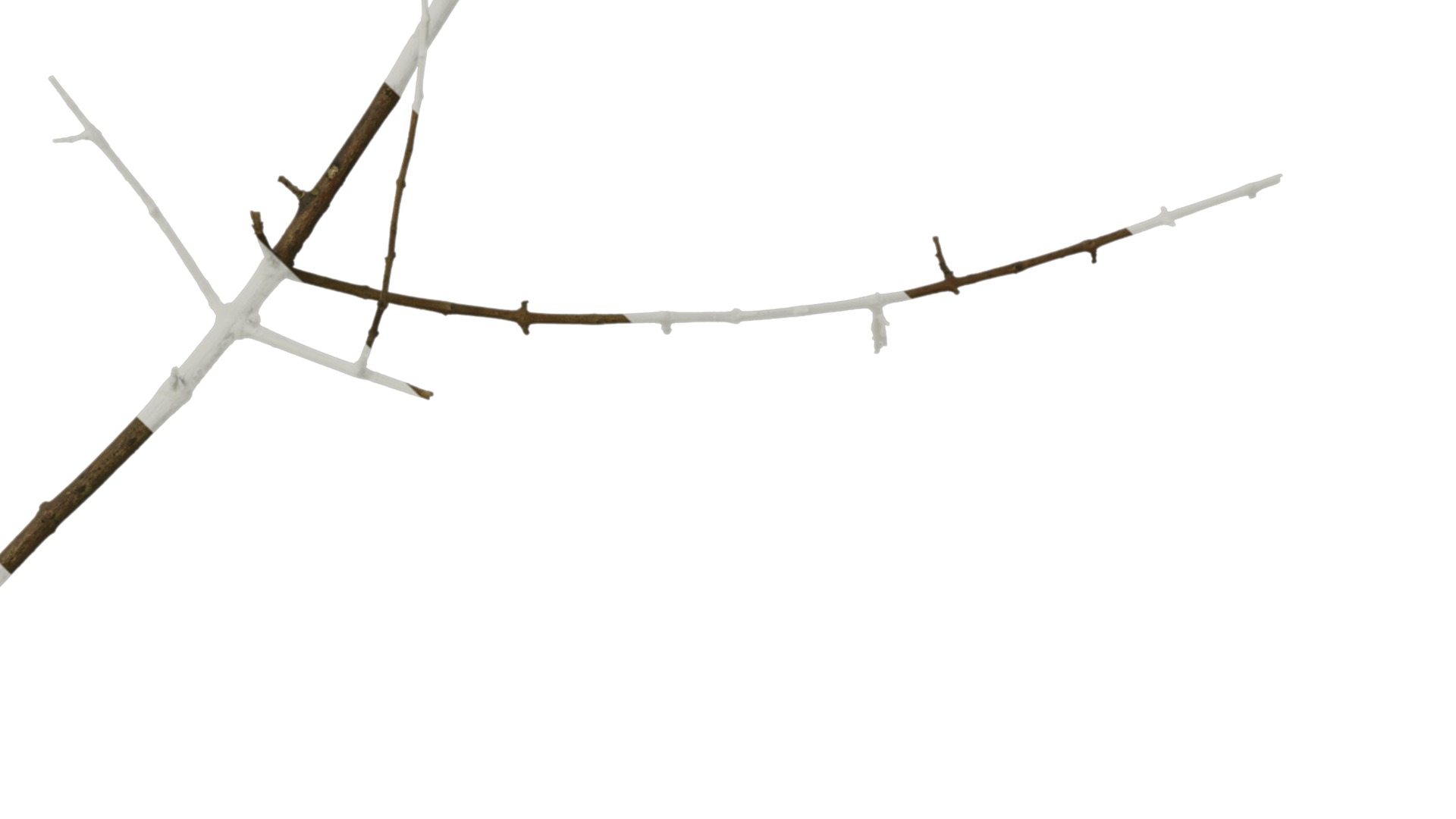 Olea europaea Low-poly 3D model_65