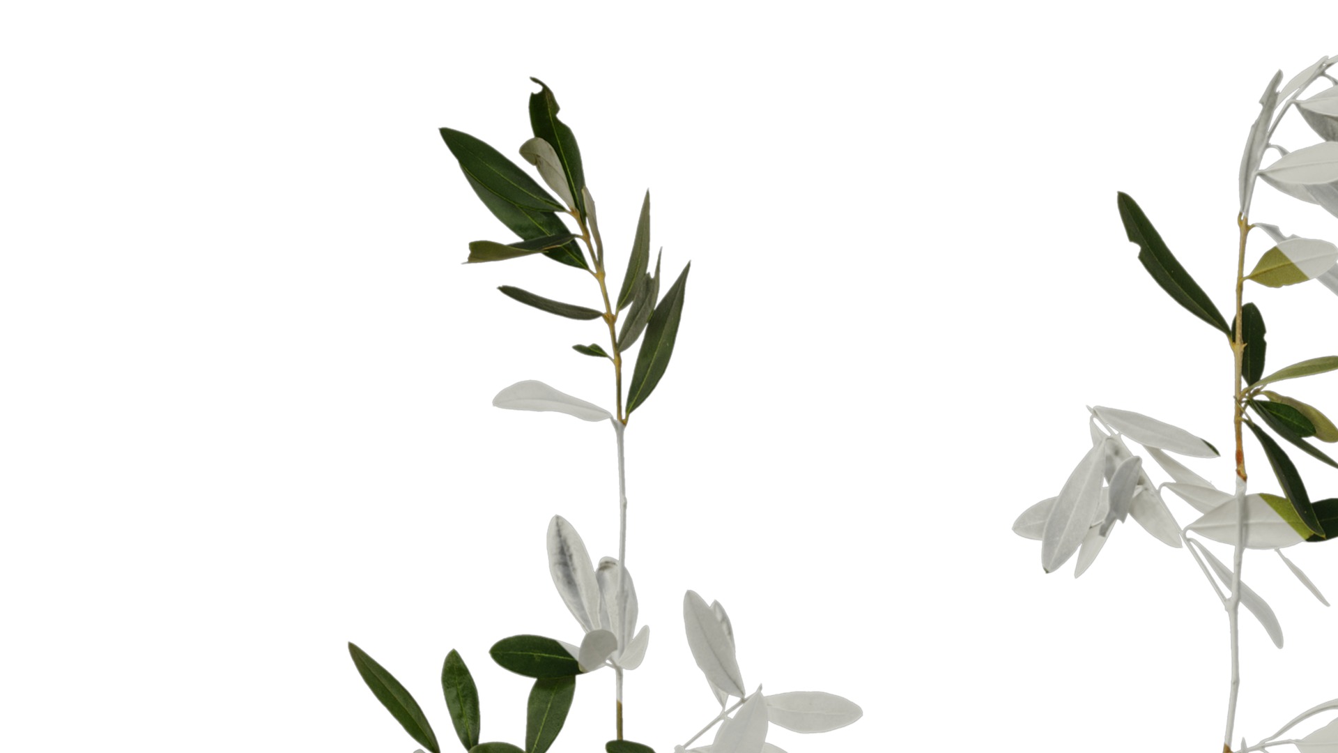 Olea europaea Low-poly 3D model_53