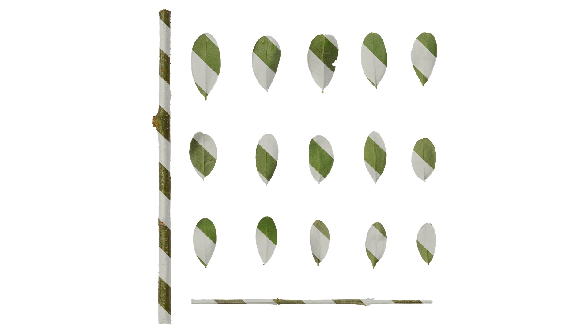 Olea europaea Low-poly 3D model_93