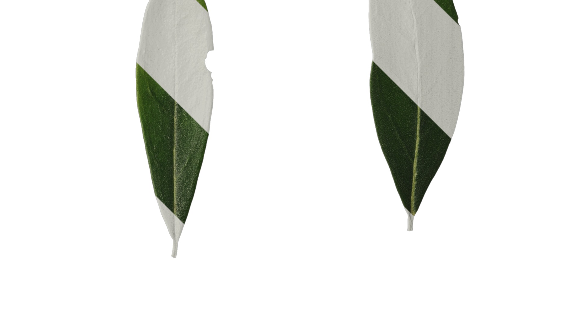 Olea europaea Low-poly 3D model_128