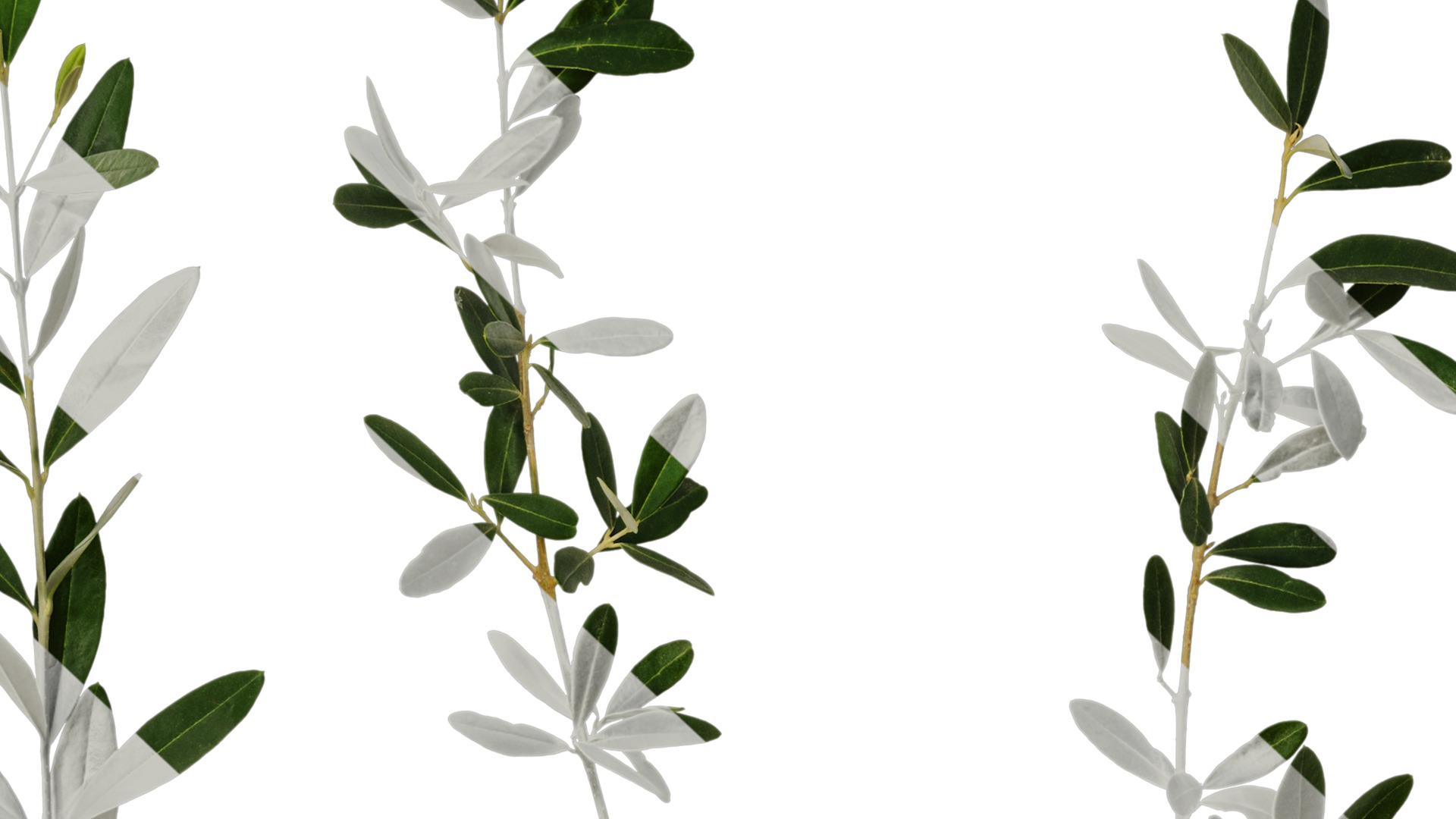 Olea europaea Low-poly 3D model_57