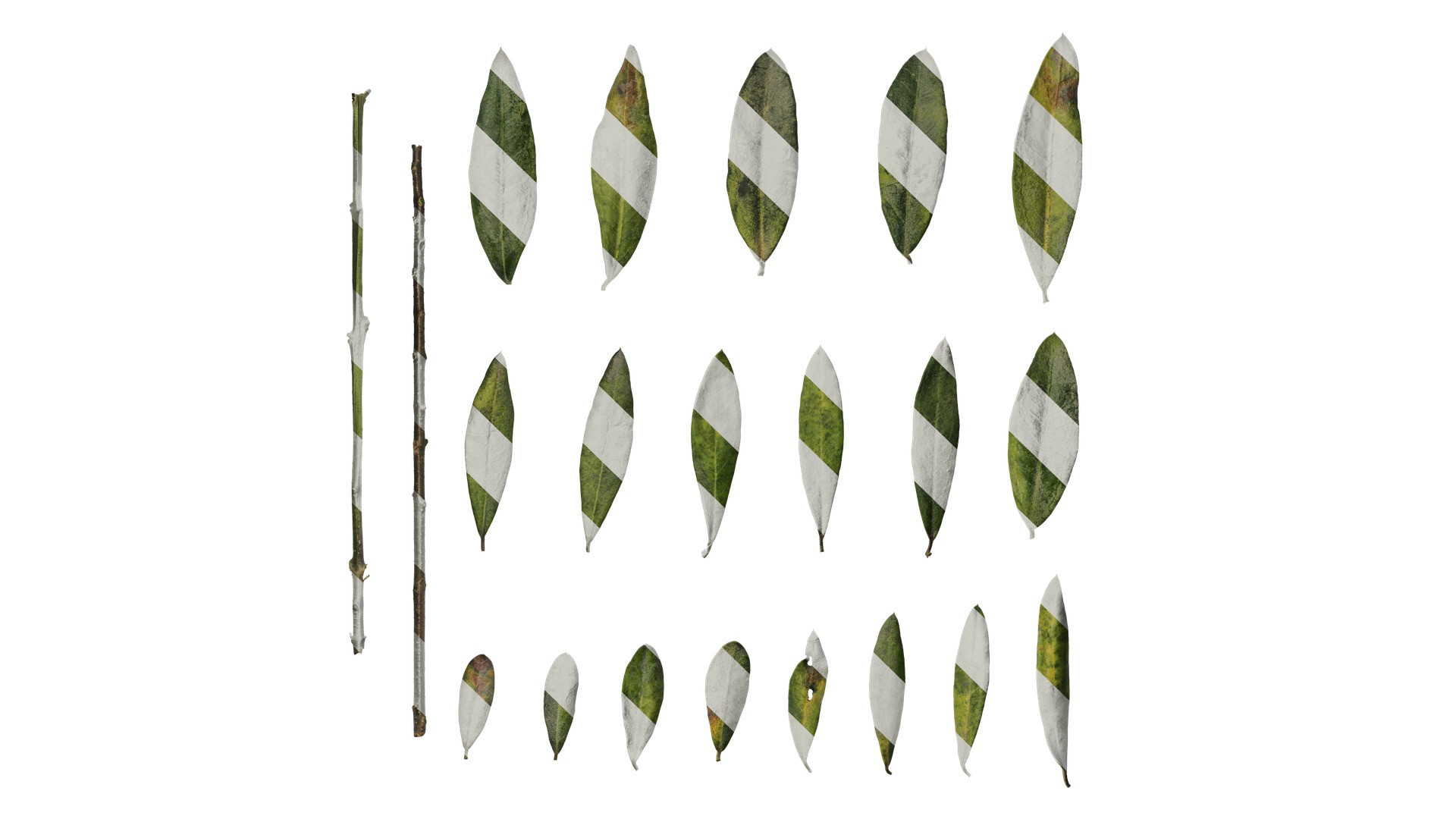 Olea europaea Low-poly 3D model_75