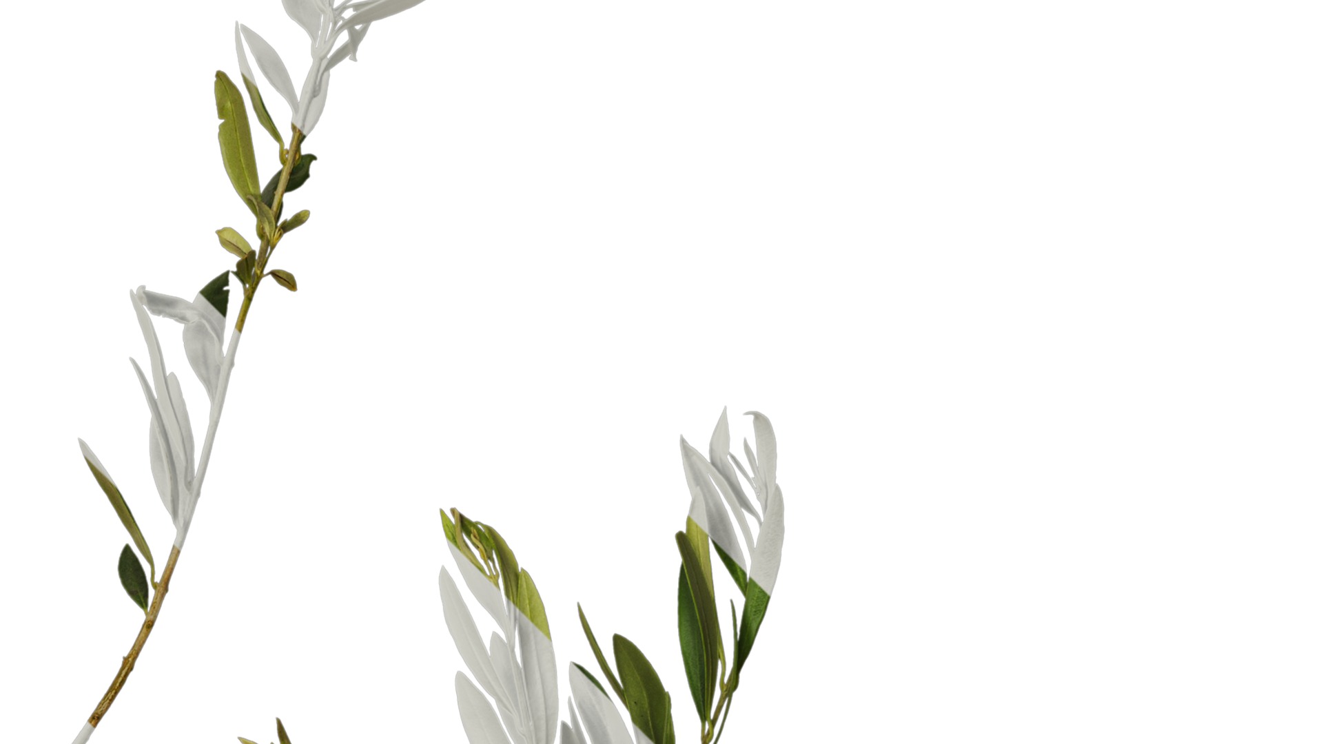 Olea europaea Low-poly 3D model_47