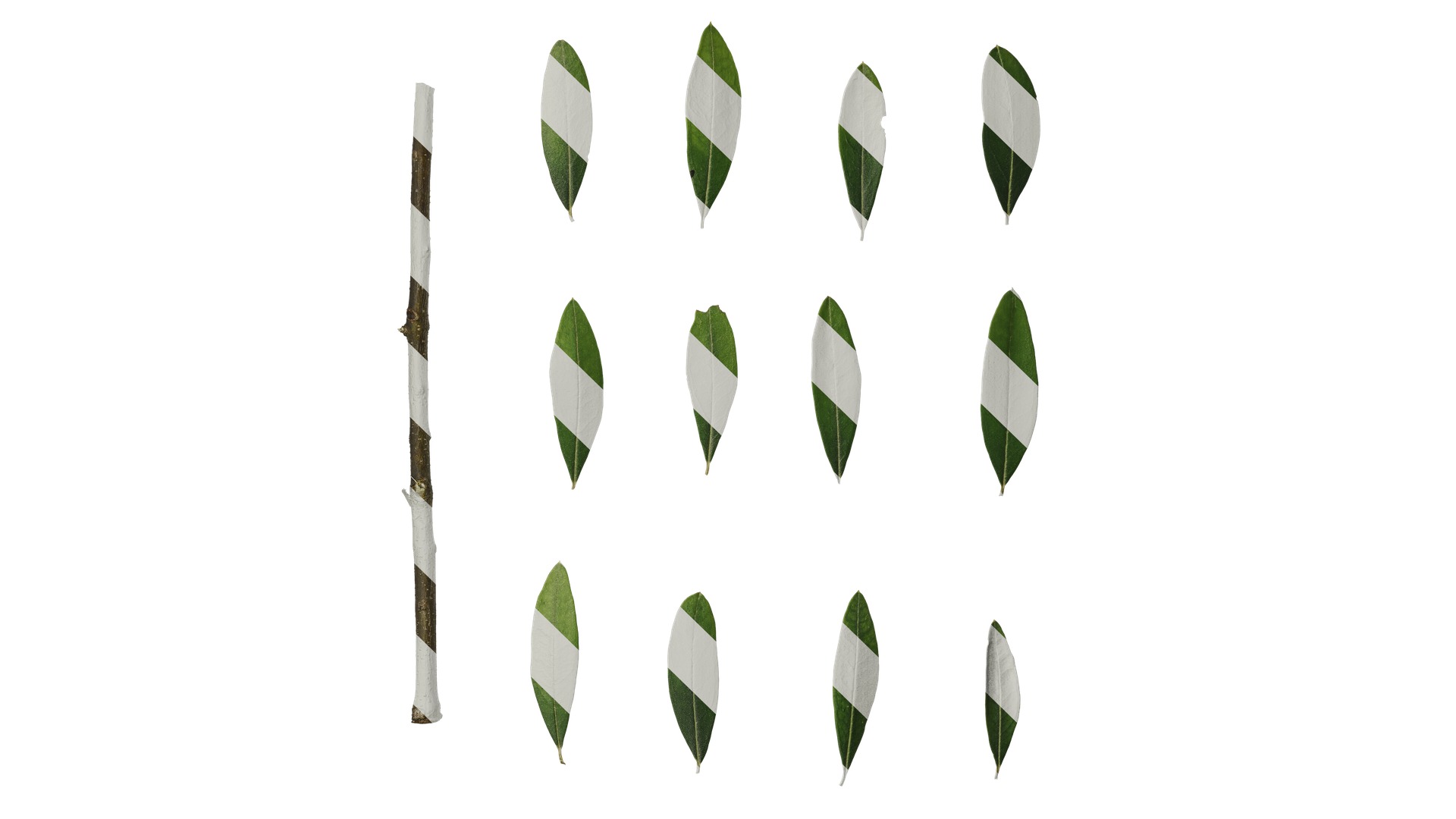 Olea europaea Low-poly 3D model_126