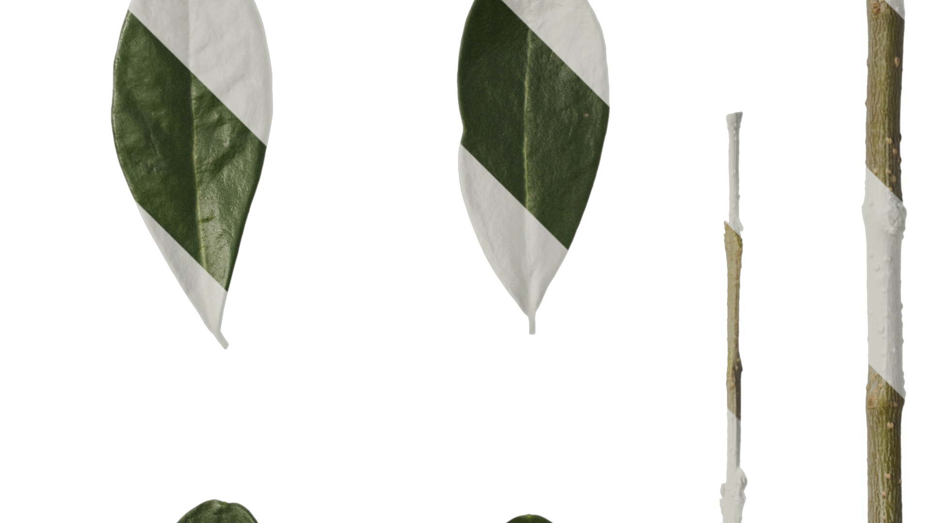 Olea europaea Low-poly 3D model_101