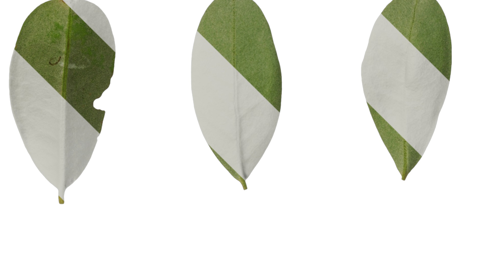 Olea europaea Low-poly 3D model_94