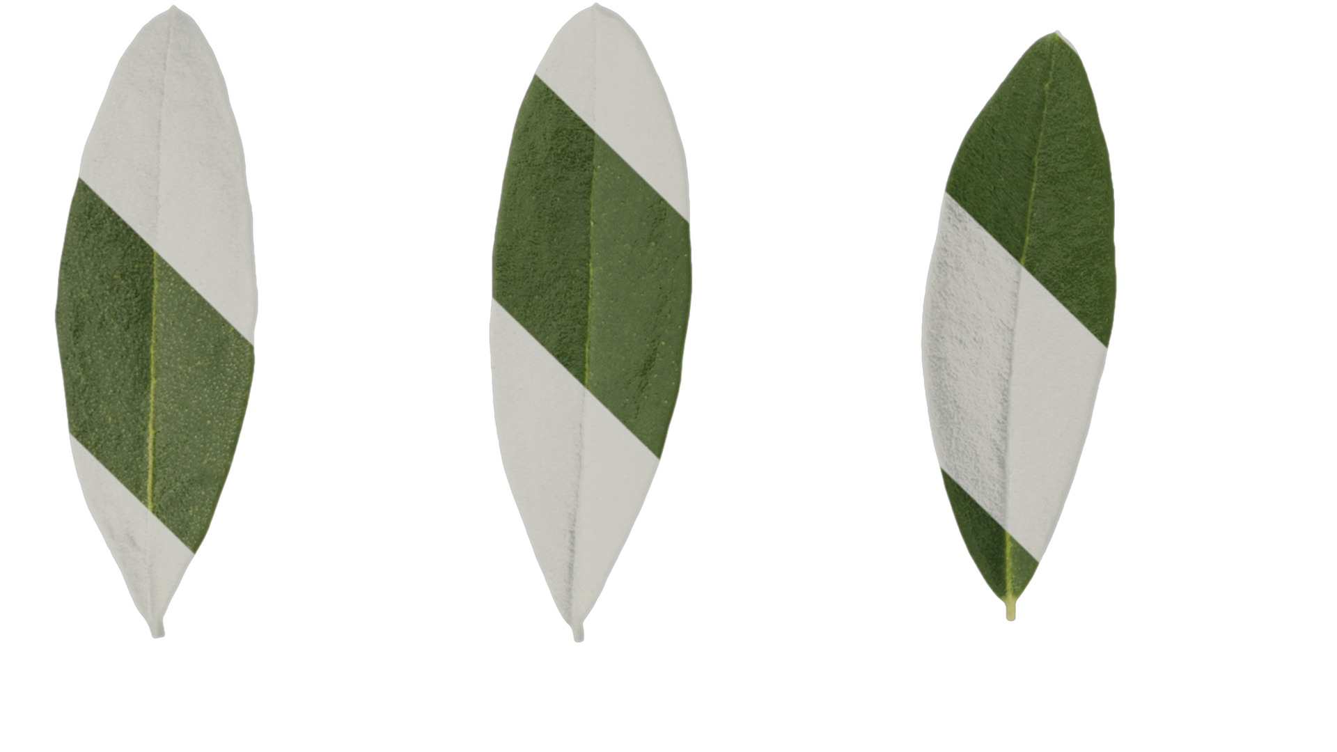 Olea europaea Low-poly 3D model_122