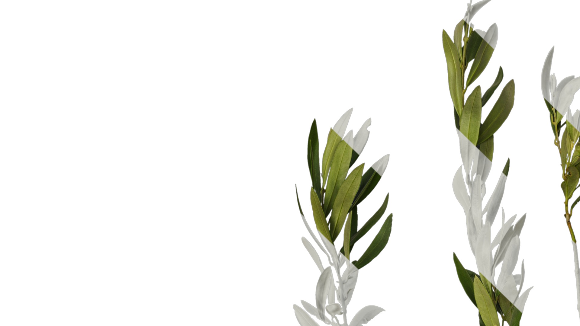 Olea europaea Low-poly 3D model_46
