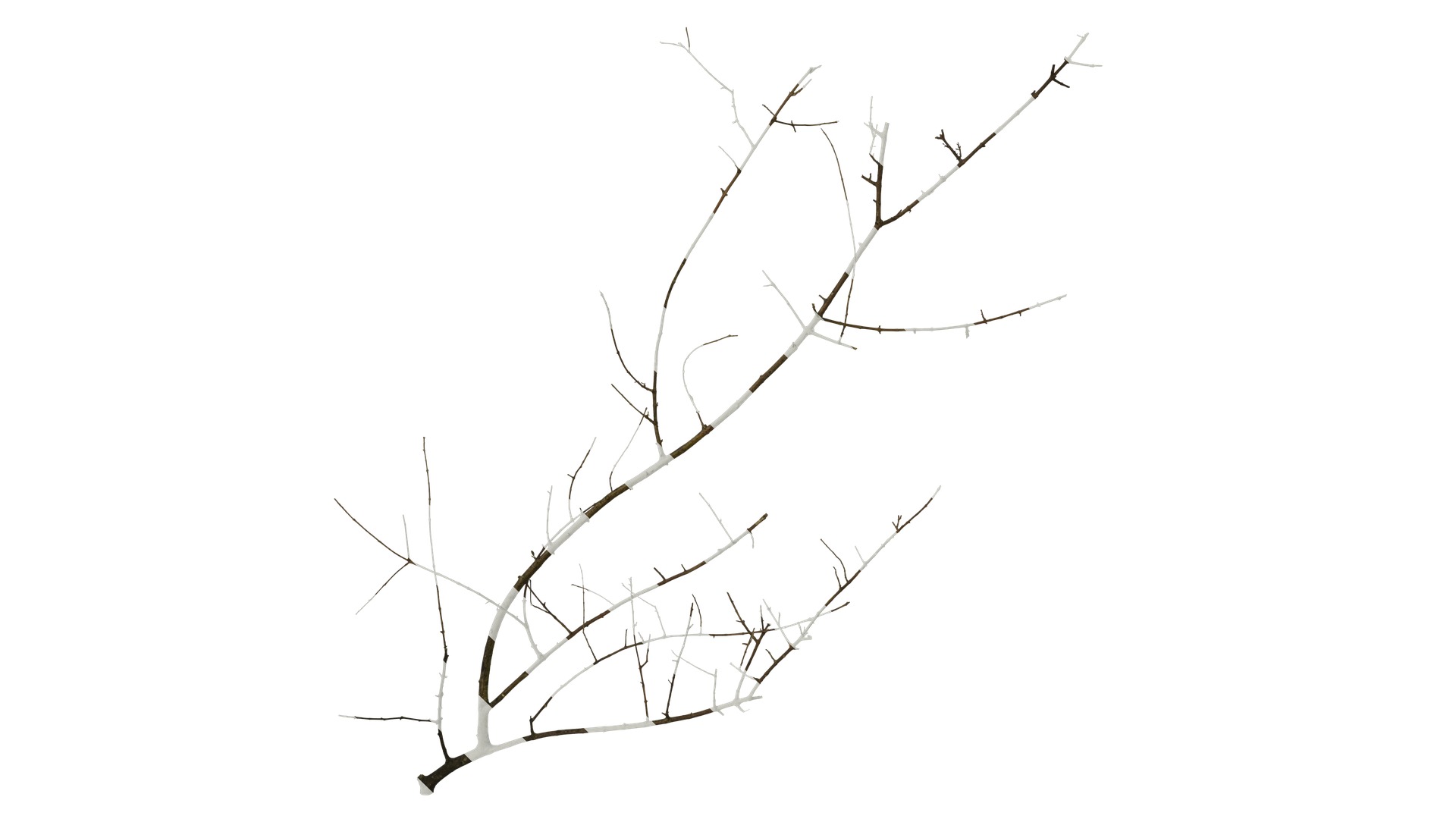 Olea europaea Low-poly 3D model_63