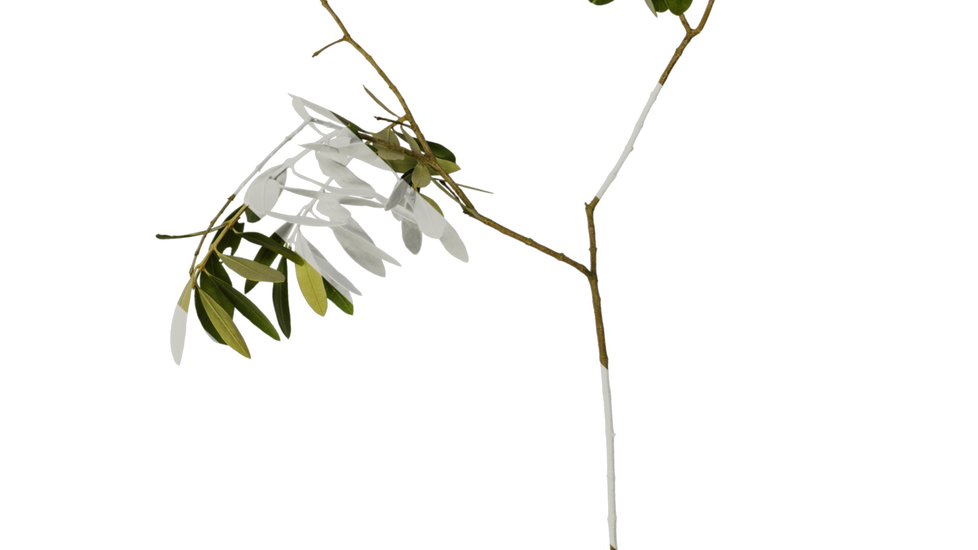 Olea europaea Low-poly 3D model_39