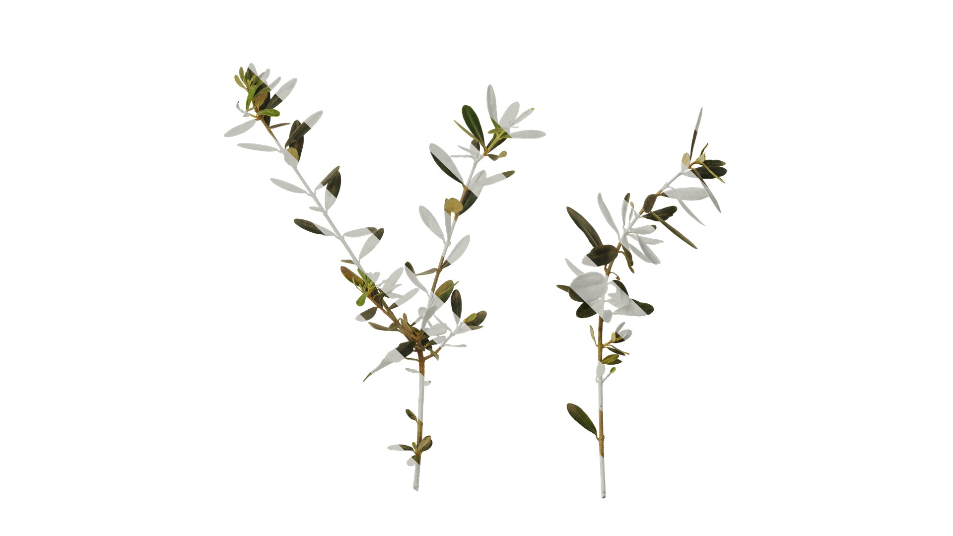 Olea europaea Low-poly 3D model_21