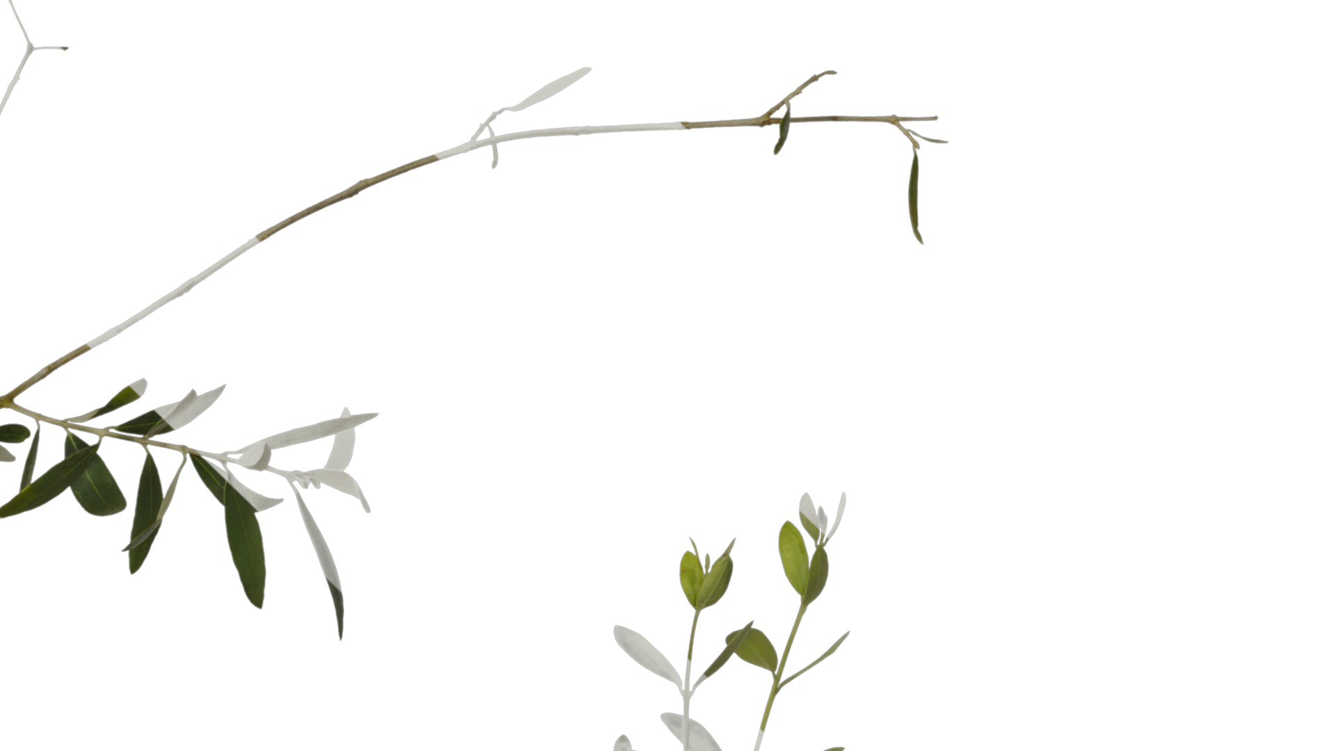 Olea europaea Low-poly 3D model_32