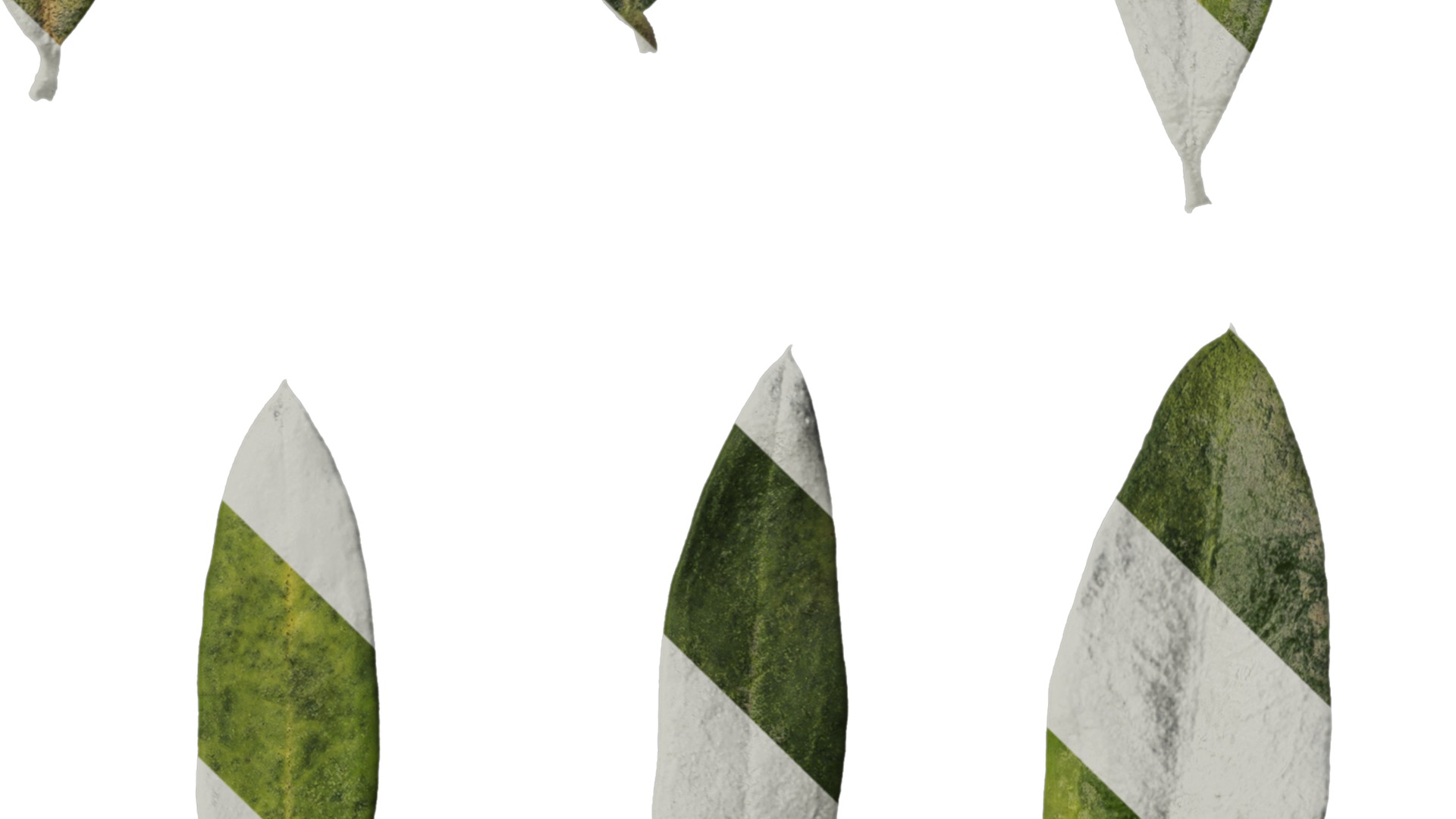 Olea europaea Low-poly 3D model_77