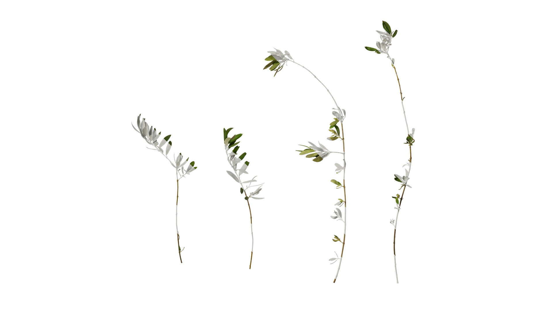 Olea europaea Low-poly 3D model_54