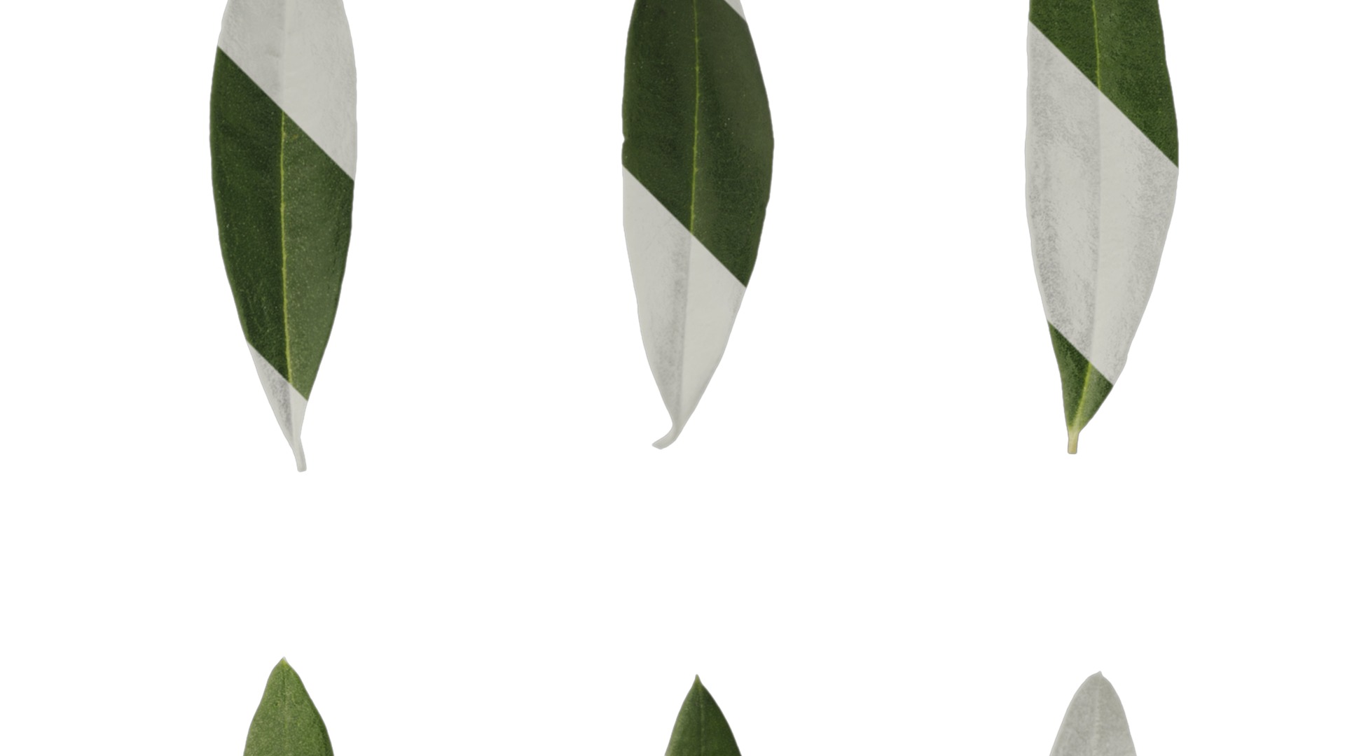 Olea europaea Low-poly 3D model_91