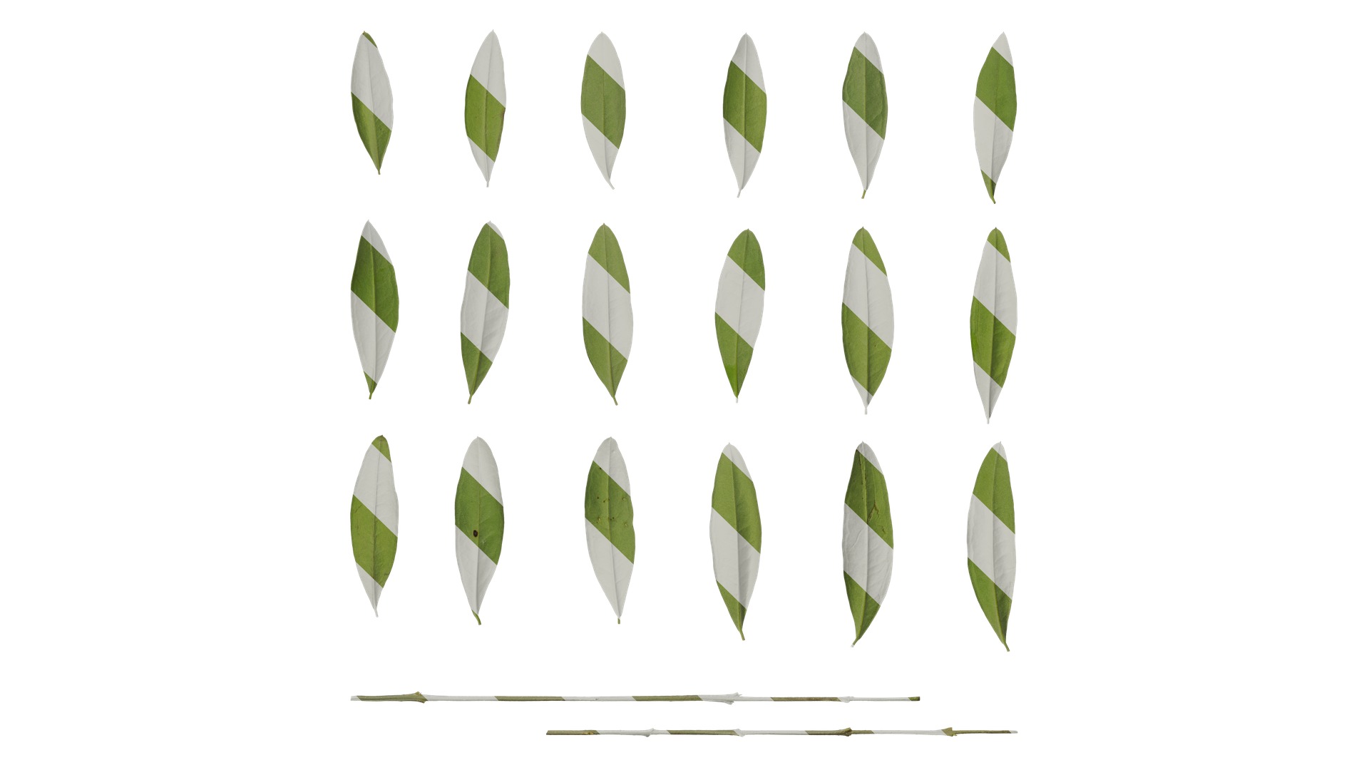 Olea europaea Low-poly 3D model_105