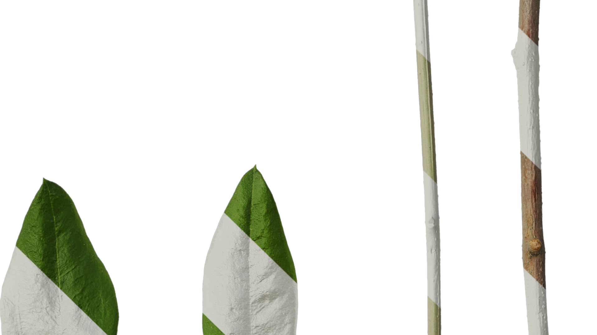 Olea europaea Low-poly 3D model_125