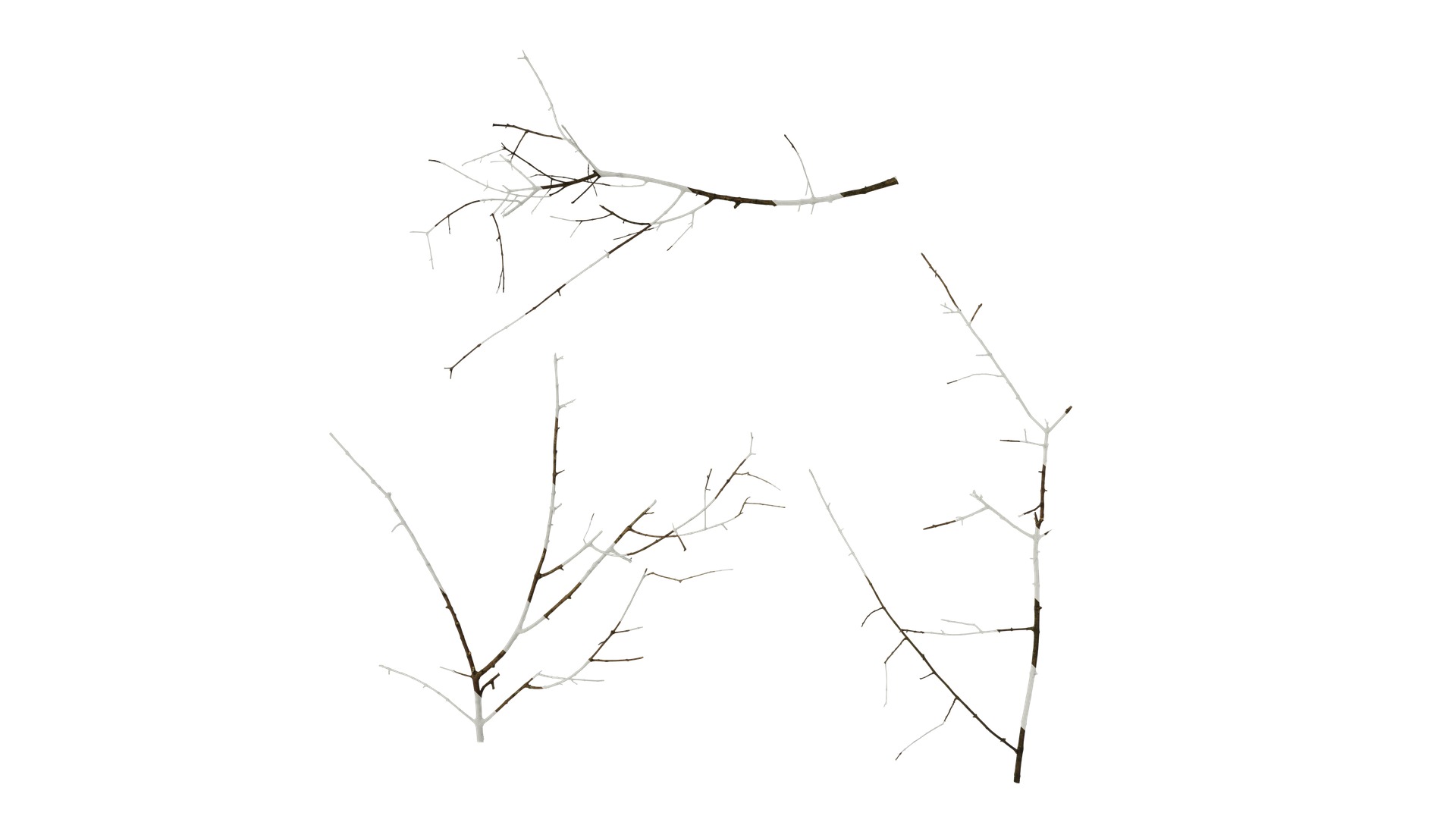 Olea europaea Low-poly 3D model_69