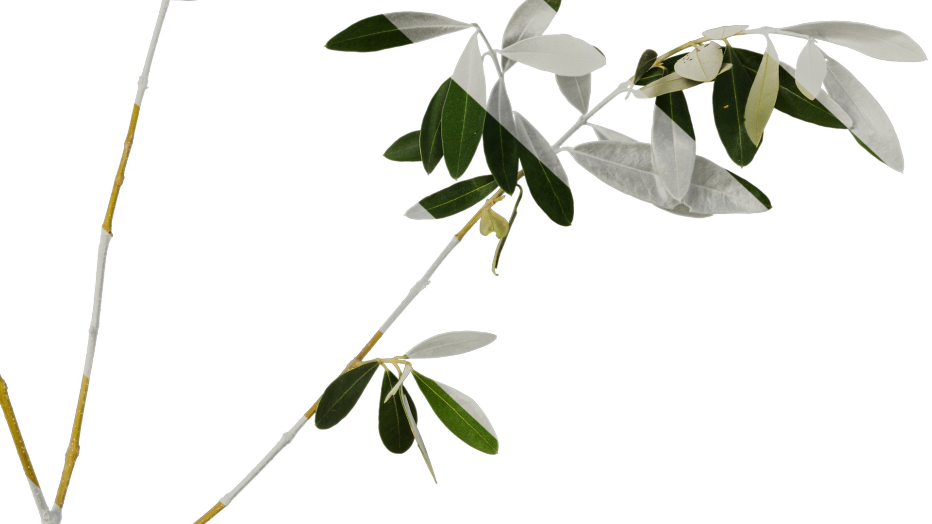 Olea europaea Low-poly 3D model_41