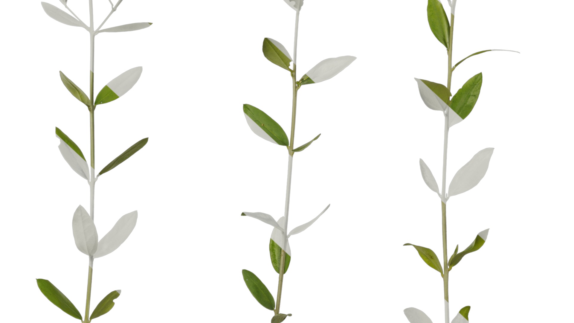 Olea europaea Low-poly 3D model_33