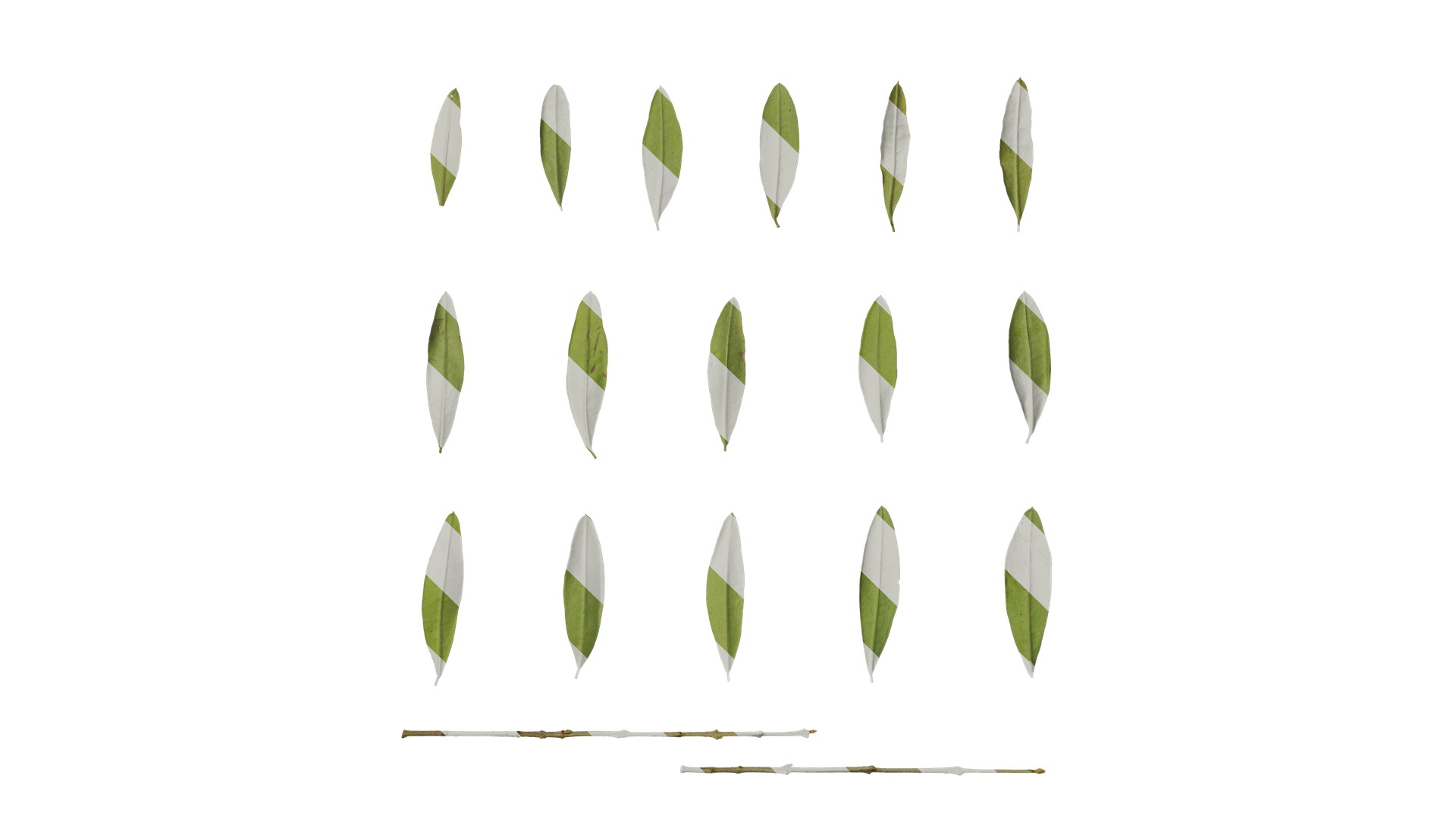 Olea europaea Low-poly 3D model_104