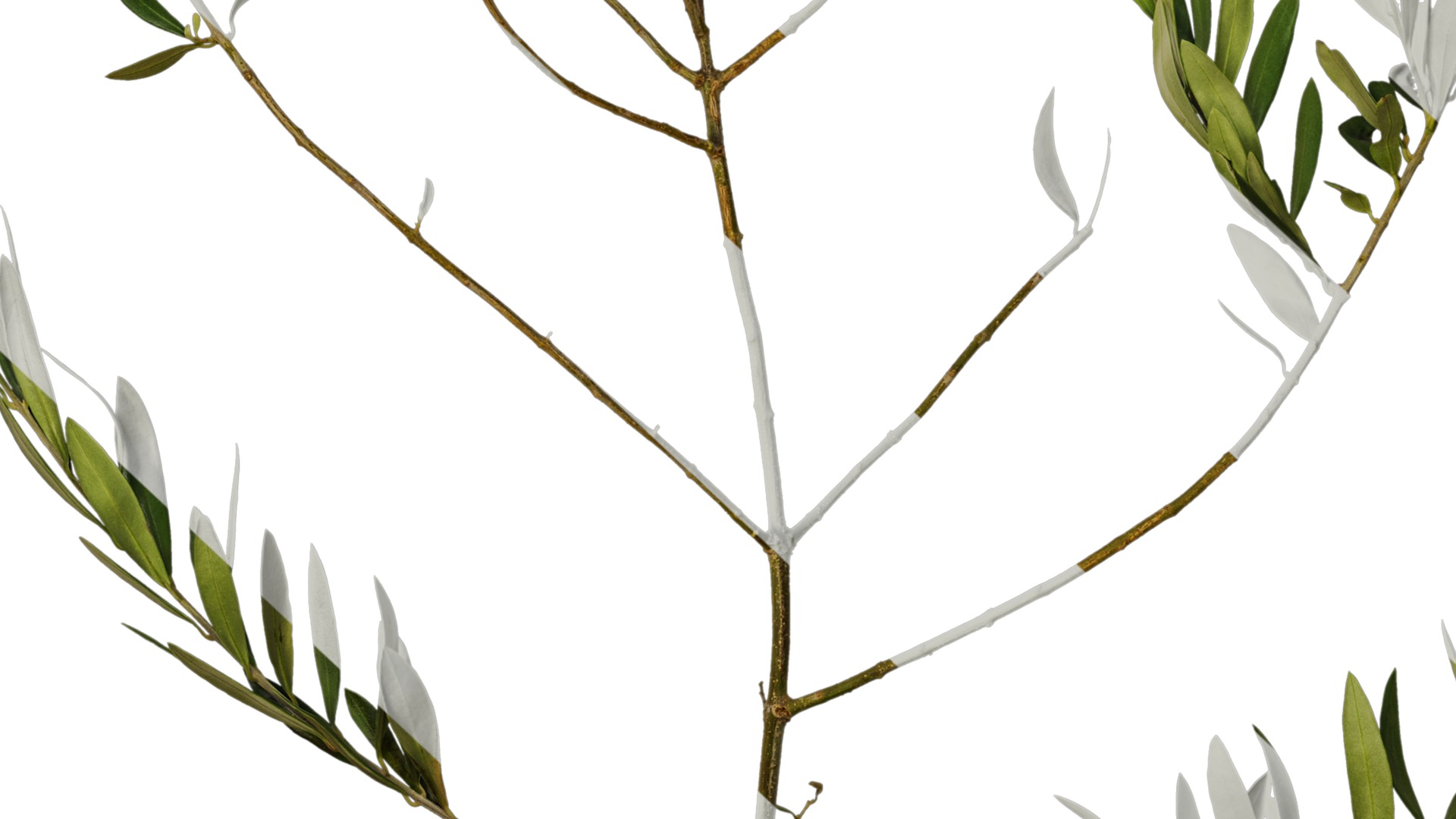 Olea europaea Low-poly 3D model_48